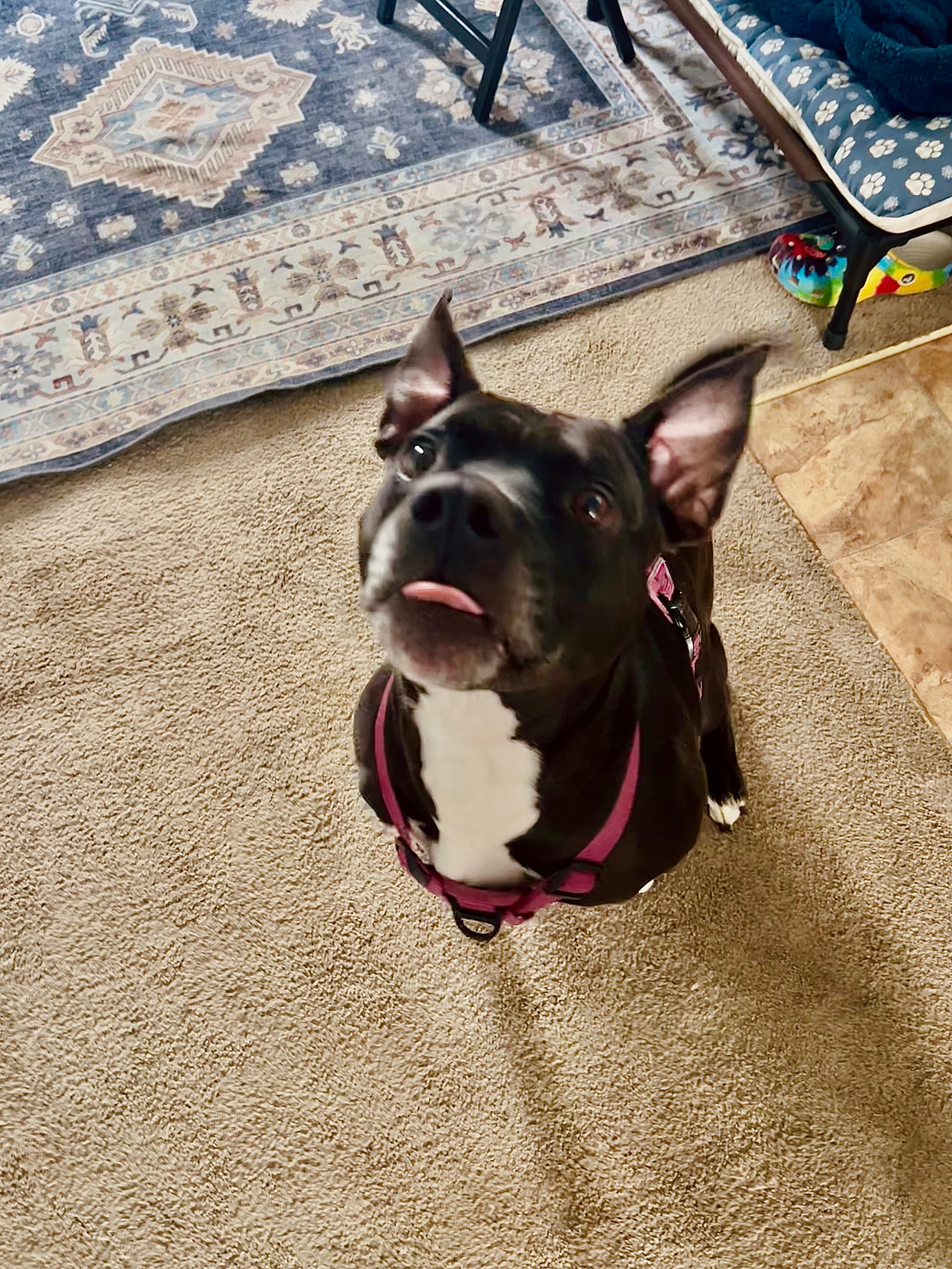 Support Sapphire’s Urgent Surgery Needs campaign photo, 4 of 8