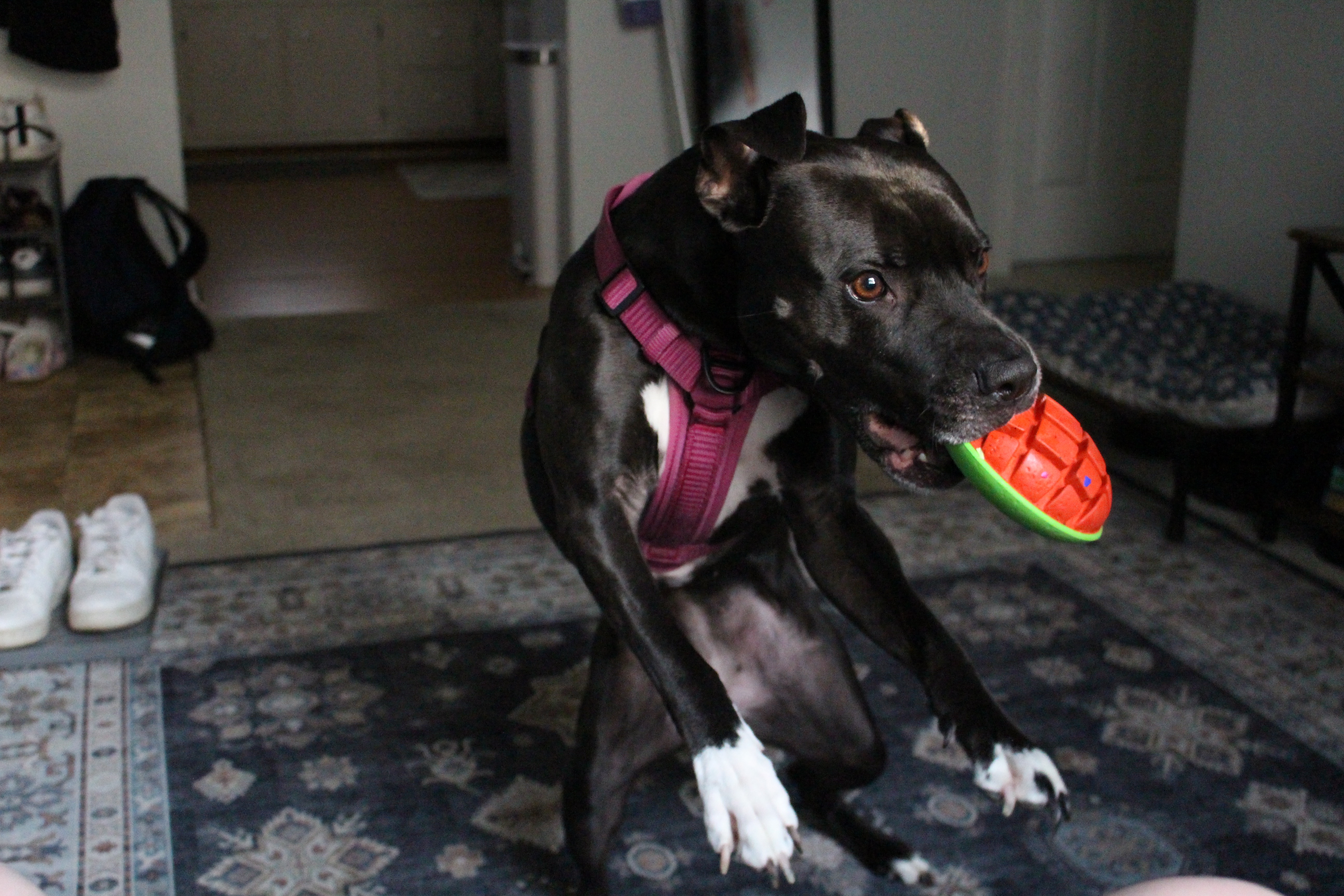 Support Sapphire’s Urgent Surgery Needs campaign photo, 5 of 8