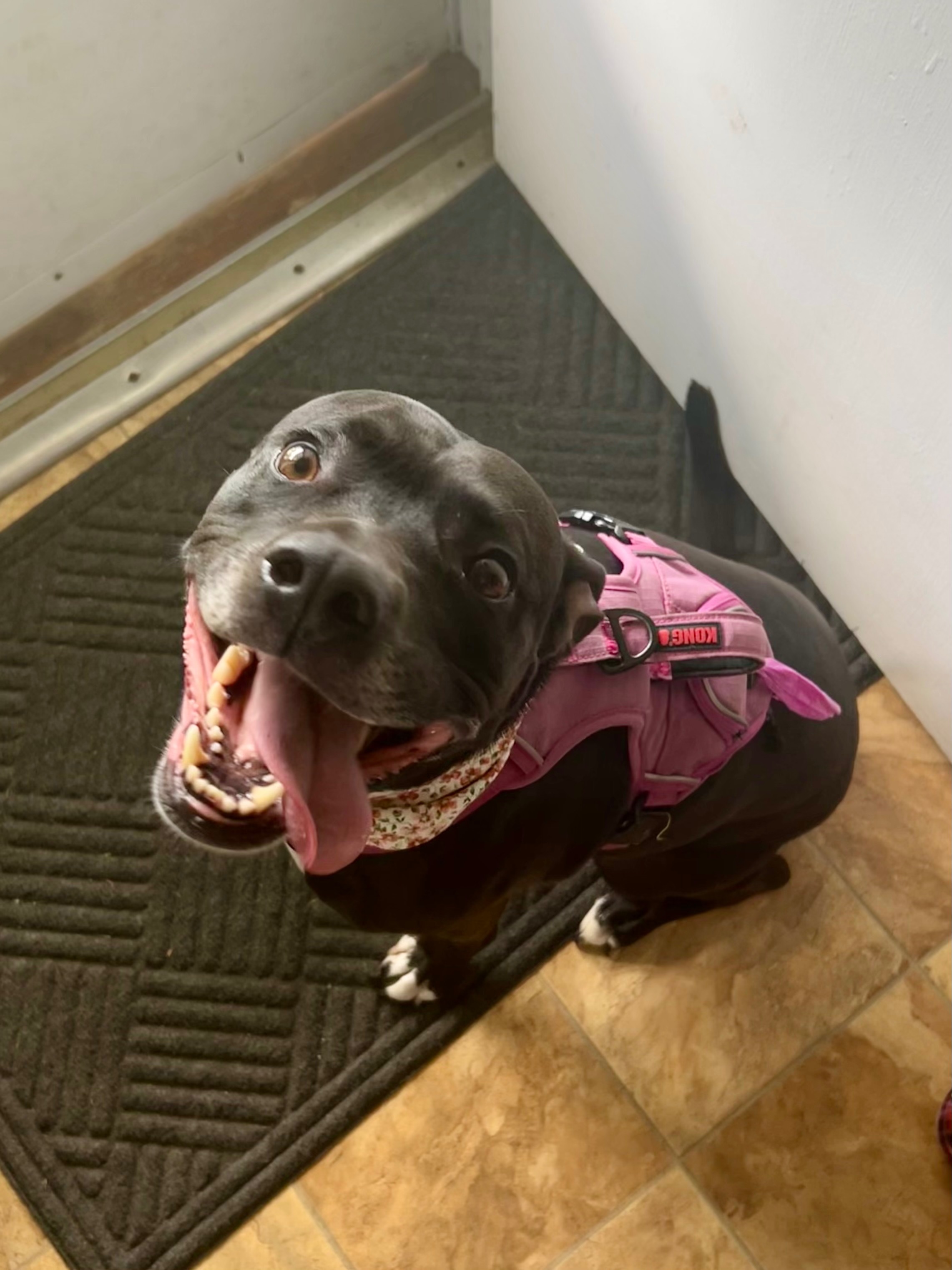 Support Sapphire’s Urgent Surgery Needs campaign photo, 6 of 8