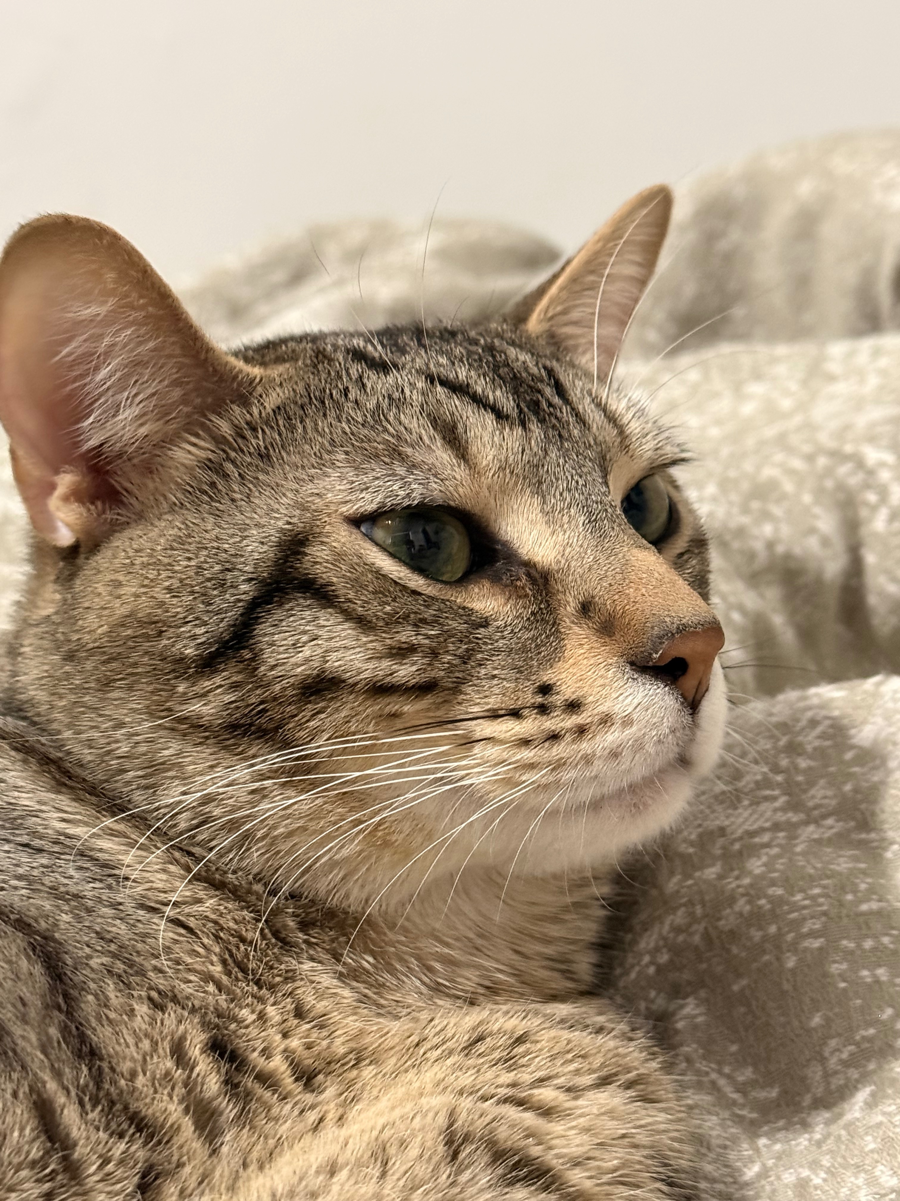 Mon chat souffre d'une obstruction urinaire et a très mal. campaign photo, 5 of 7