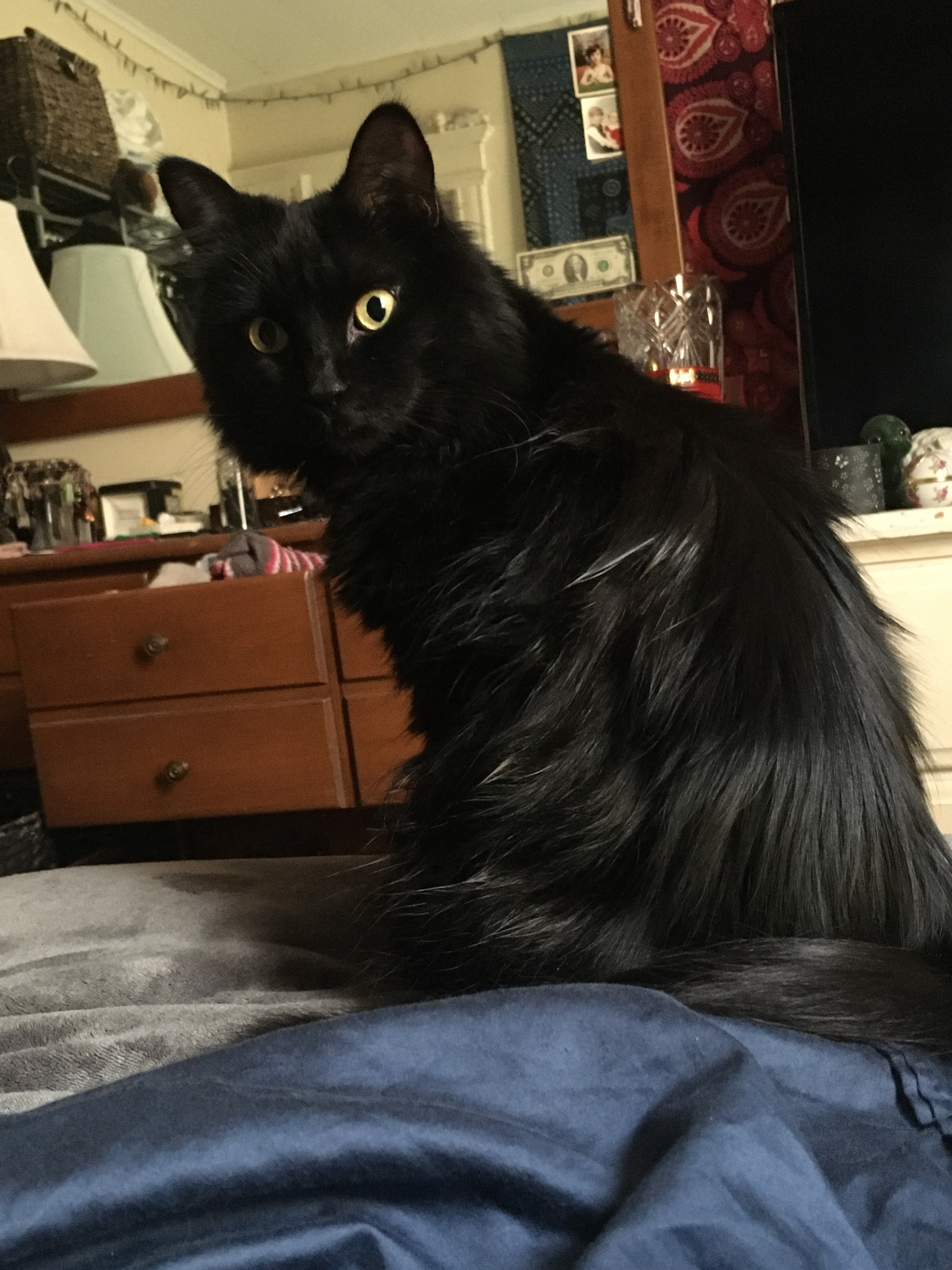 Help Mister Poe Sweet Get Vital Medical Testing campaign photo, 2 of 4