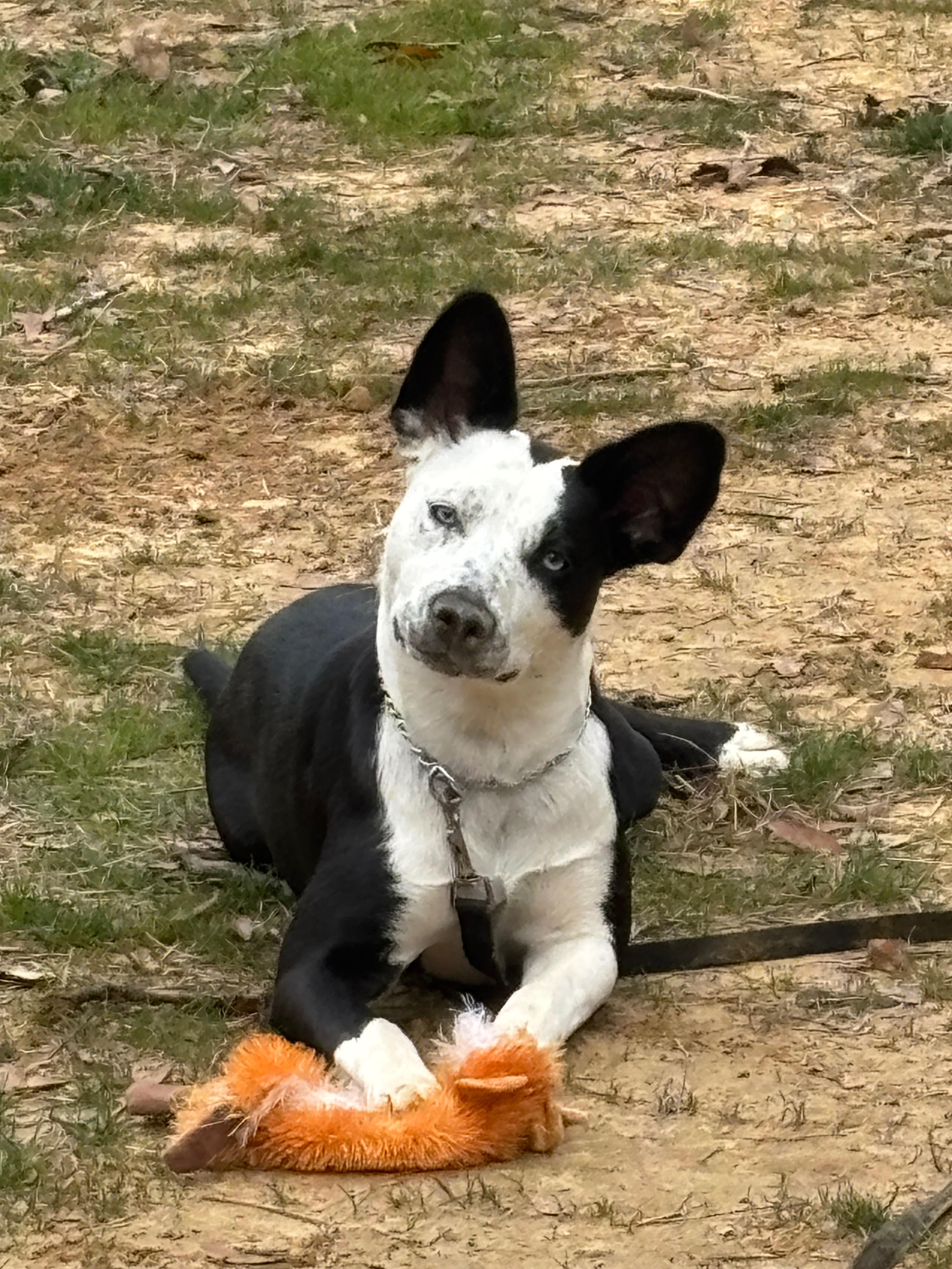 Help ZuZu Thrive with Professional Training campaign photo, 2 of 8