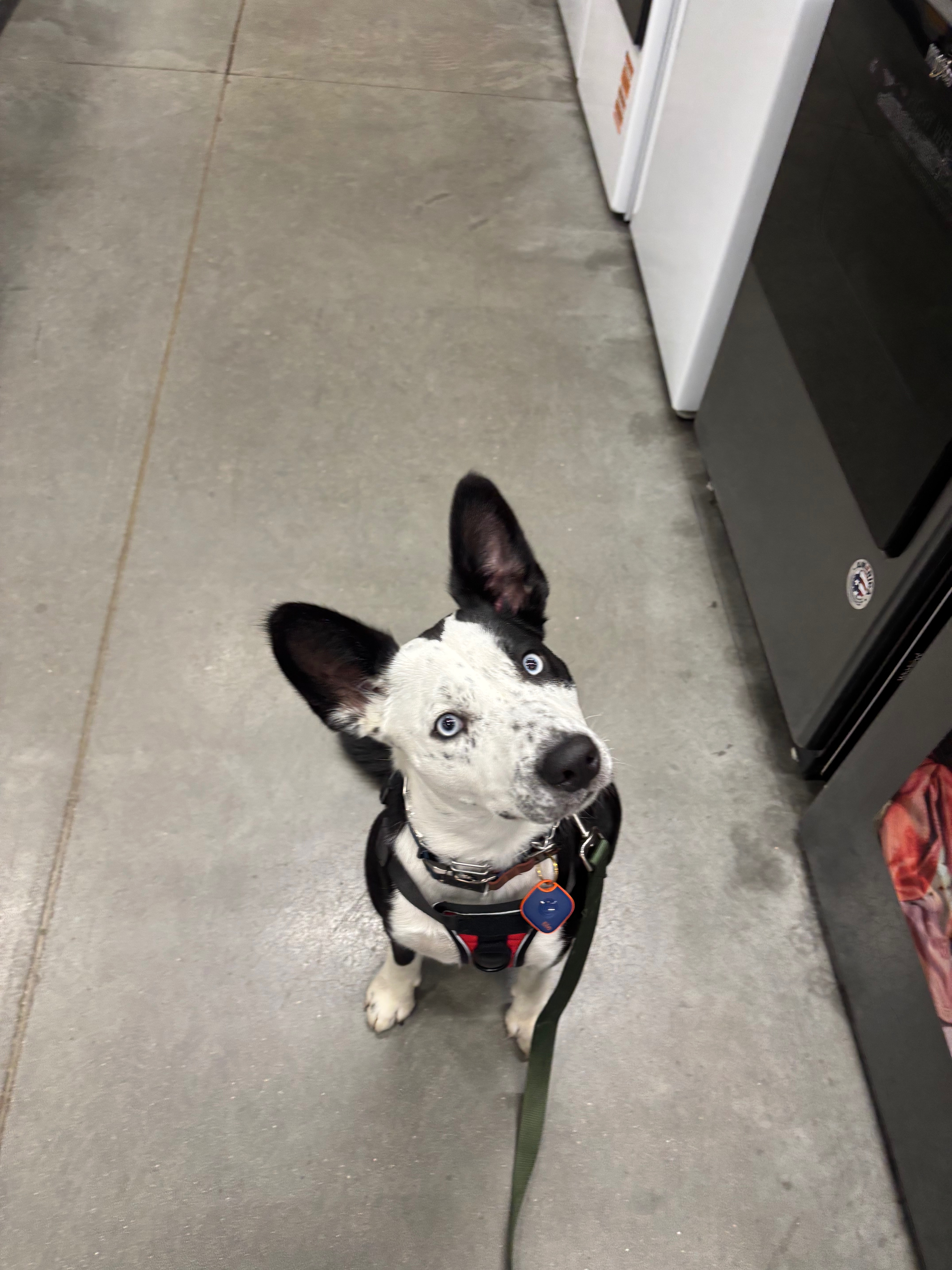 Help ZuZu Thrive with Professional Training campaign photo, 4 of 8