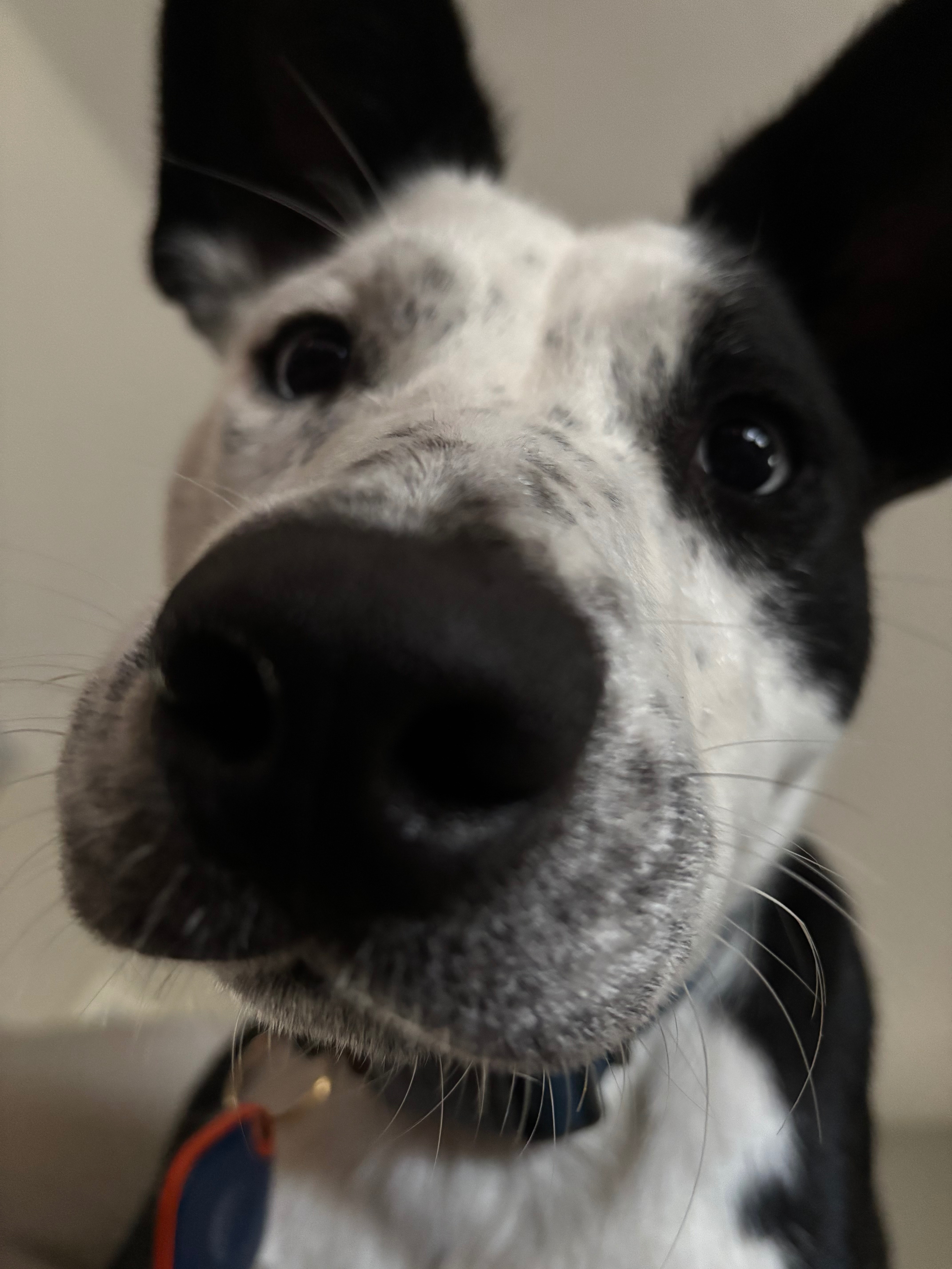 Help ZuZu Thrive with Professional Training campaign photo, 5 of 8