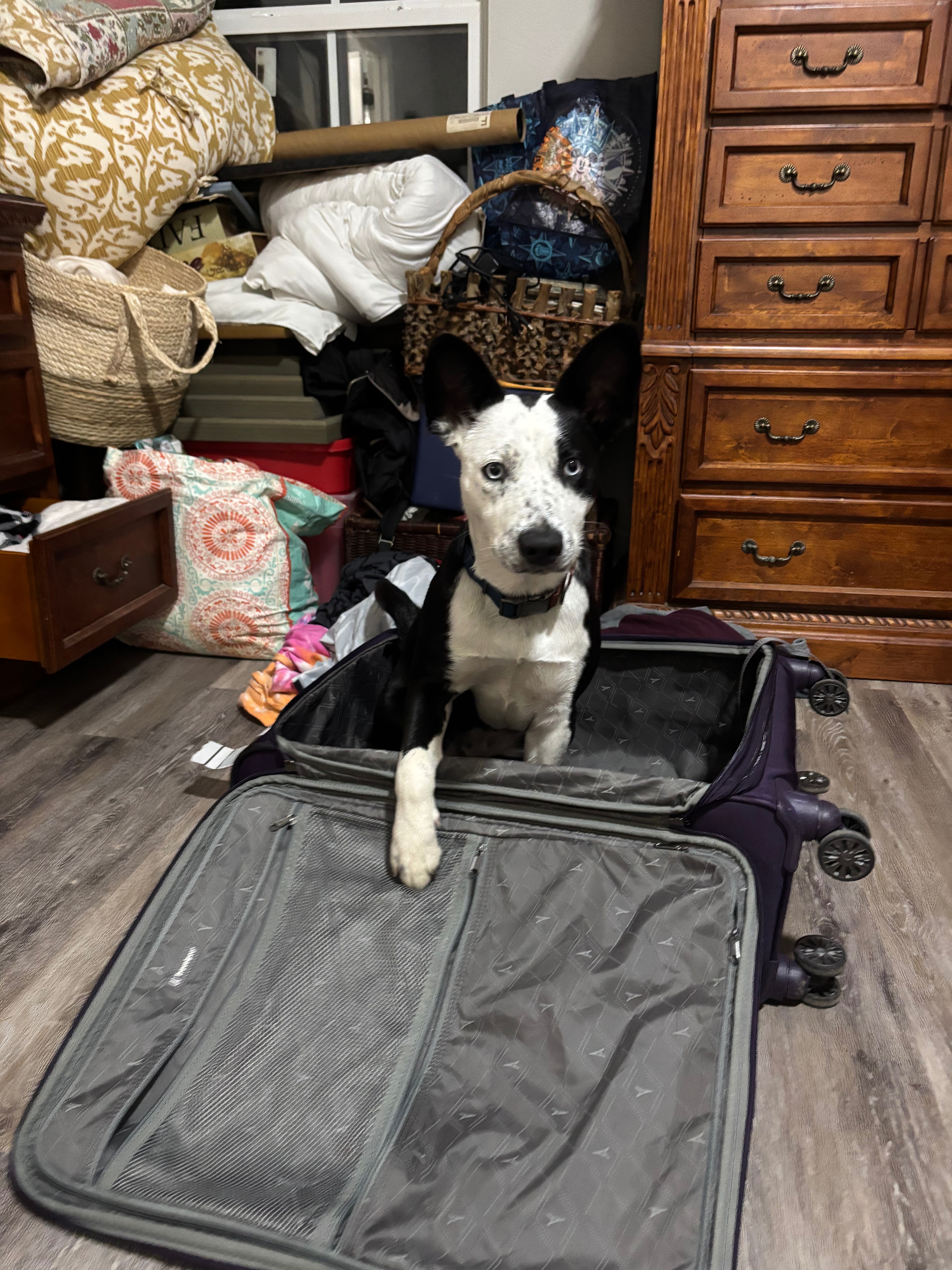 Help ZuZu Thrive with Professional Training campaign photo, 6 of 8