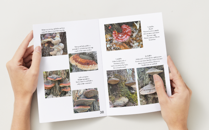 Help bring Wild Healing with Medicinal Mushrooms to Print! campaign photo, 2 of 7