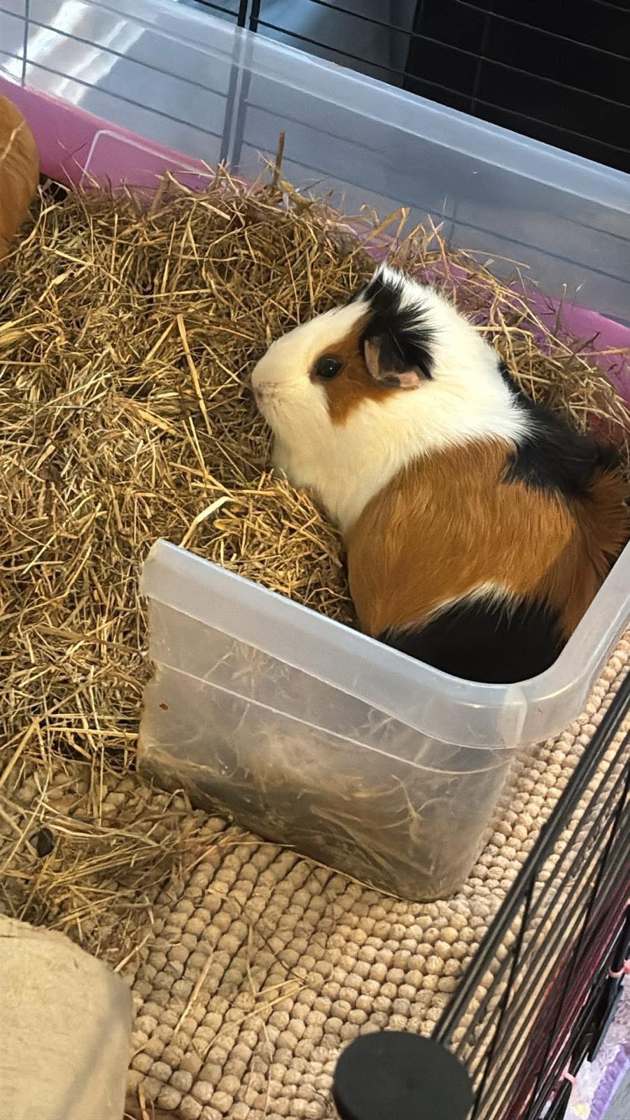 Please help save ICE CREAM the Guinea Pig campaign photo, 7 of 7