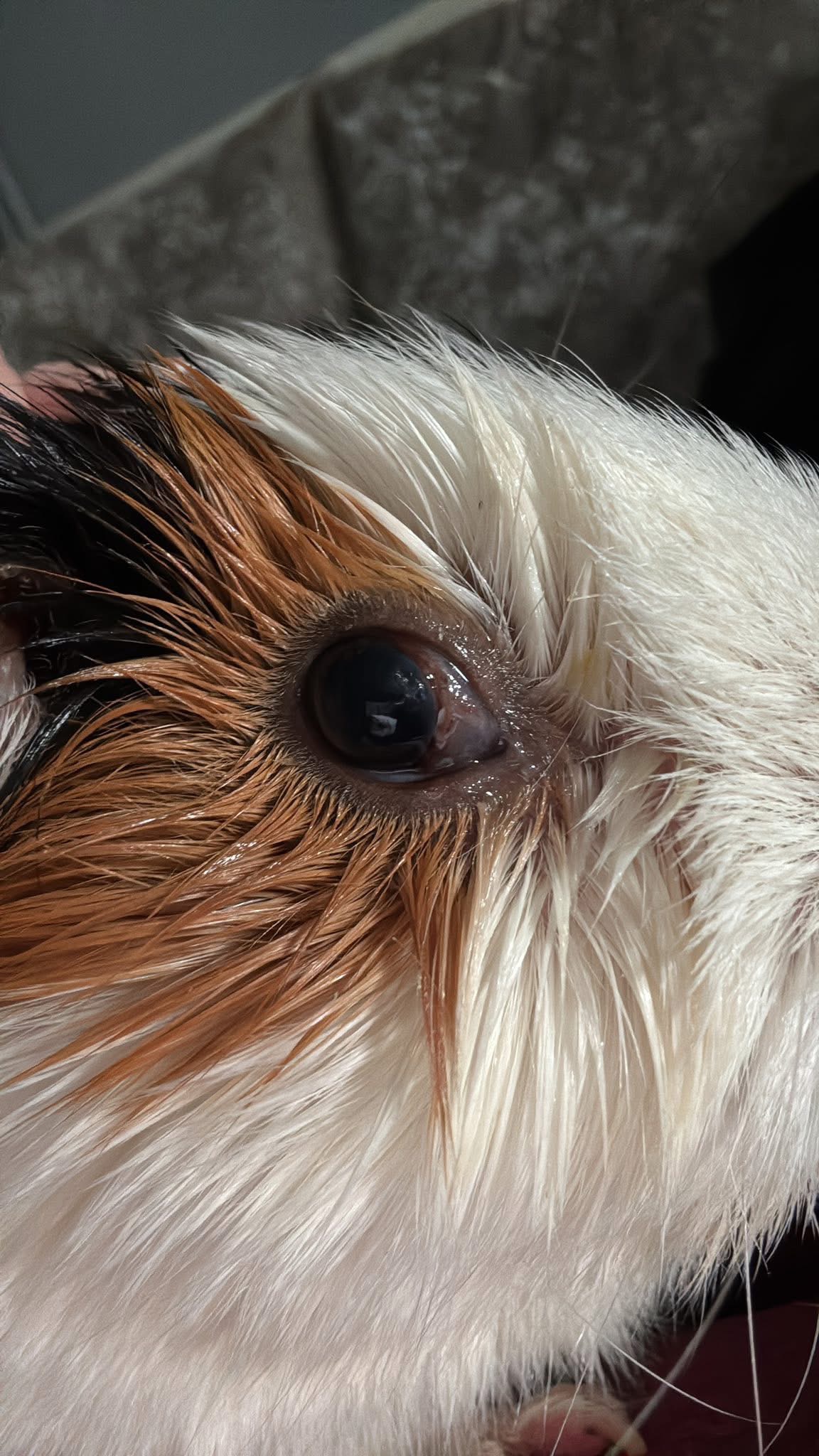 Please help save ICE CREAM the Guinea Pig campaign photo, 2 of 7
