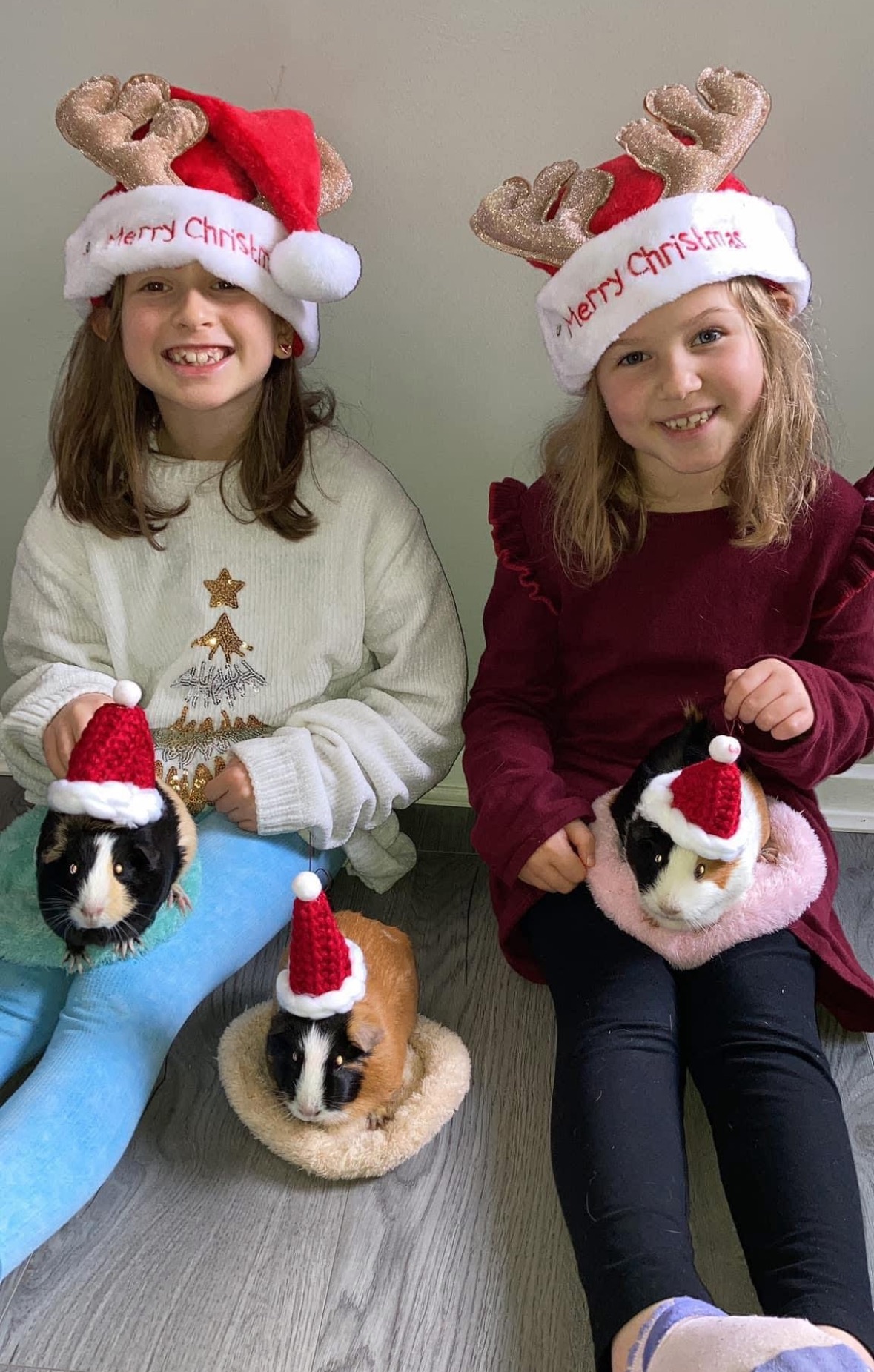 Please help save ICE CREAM the Guinea Pig campaign photo, 4 of 7