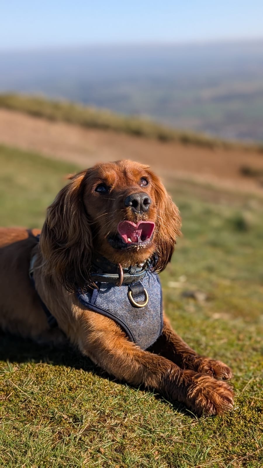 HELP our cocker Dex walk again. campaign photo, 7 of 8