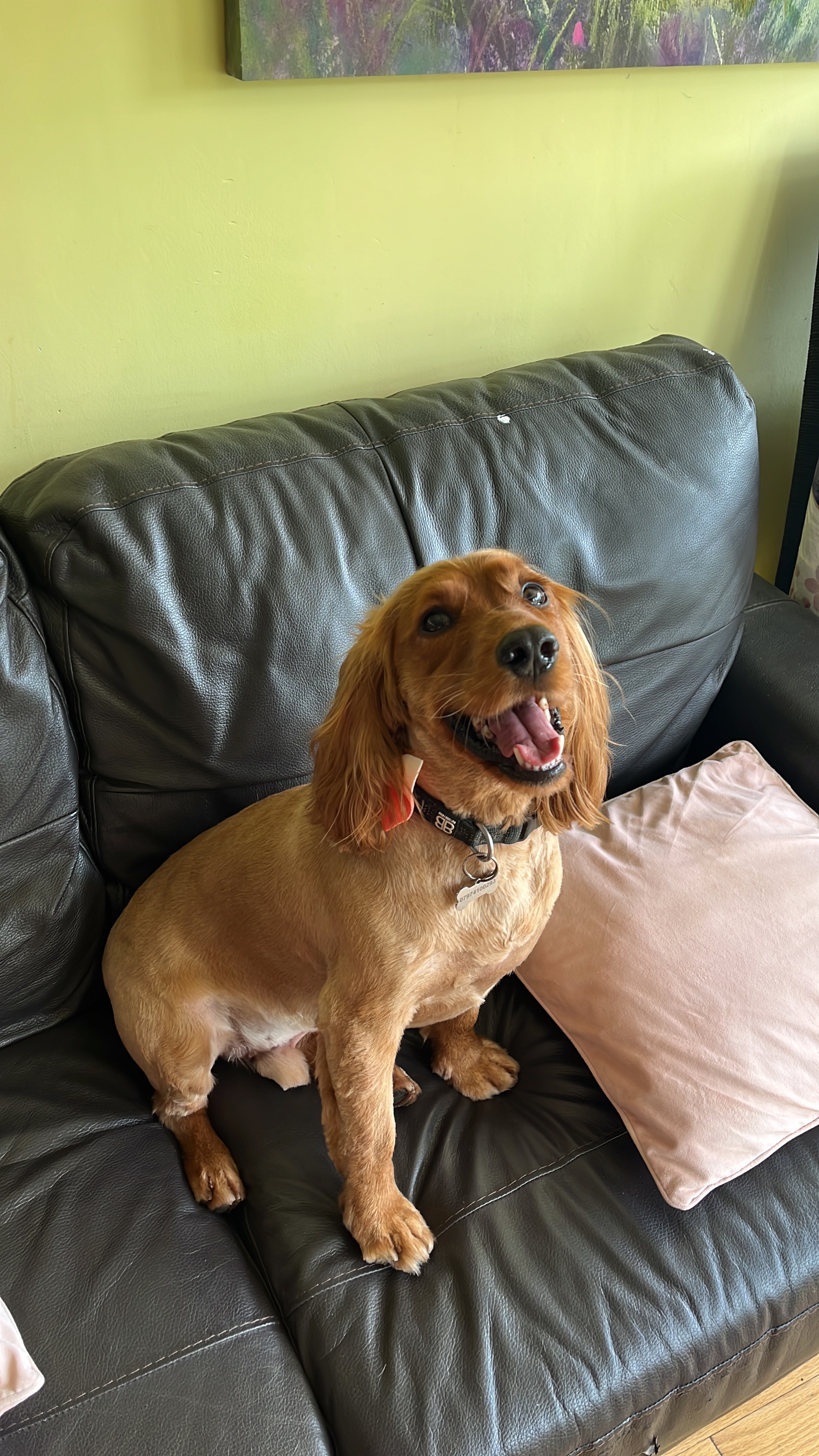 HELP our cocker Dex walk again. campaign photo, 2 of 8