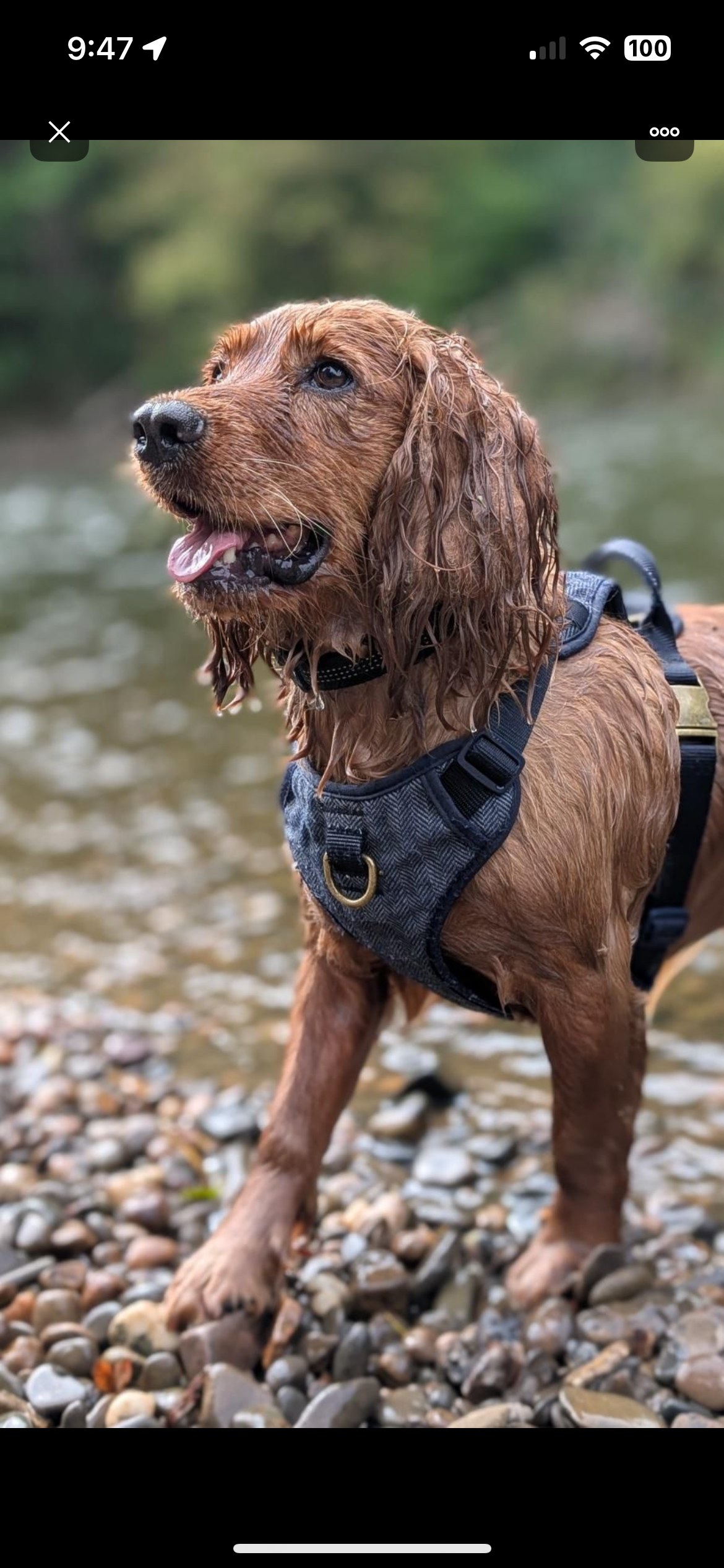 HELP our cocker Dex walk again. campaign photo, 4 of 8