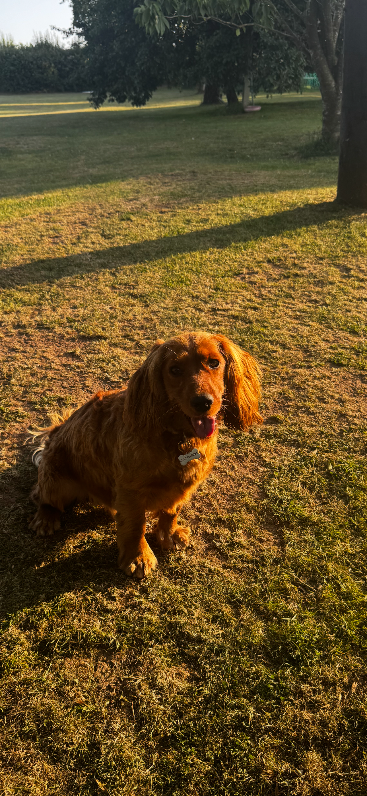 HELP our cocker Dex walk again. campaign photo, 5 of 8