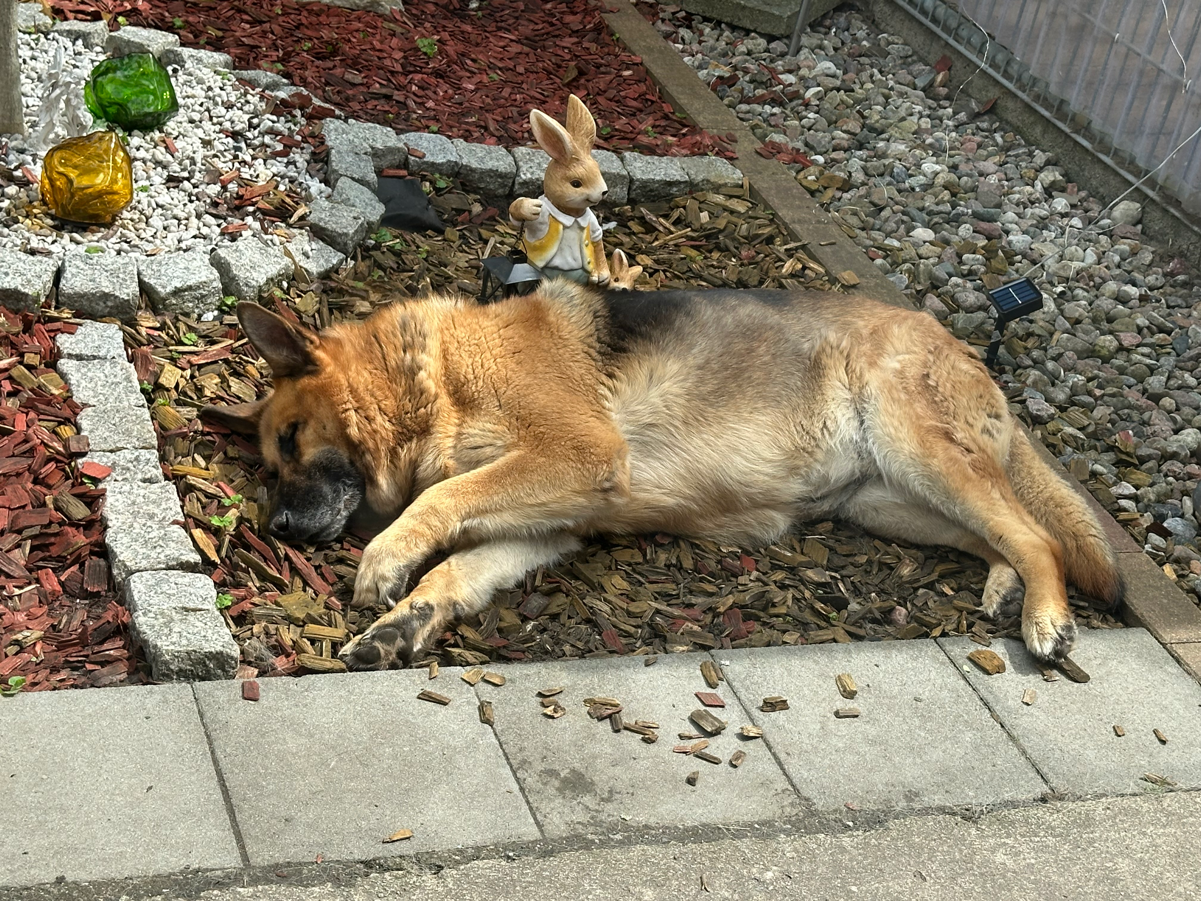 Helft meinem Seelenhund campaign photo, 6 of 7