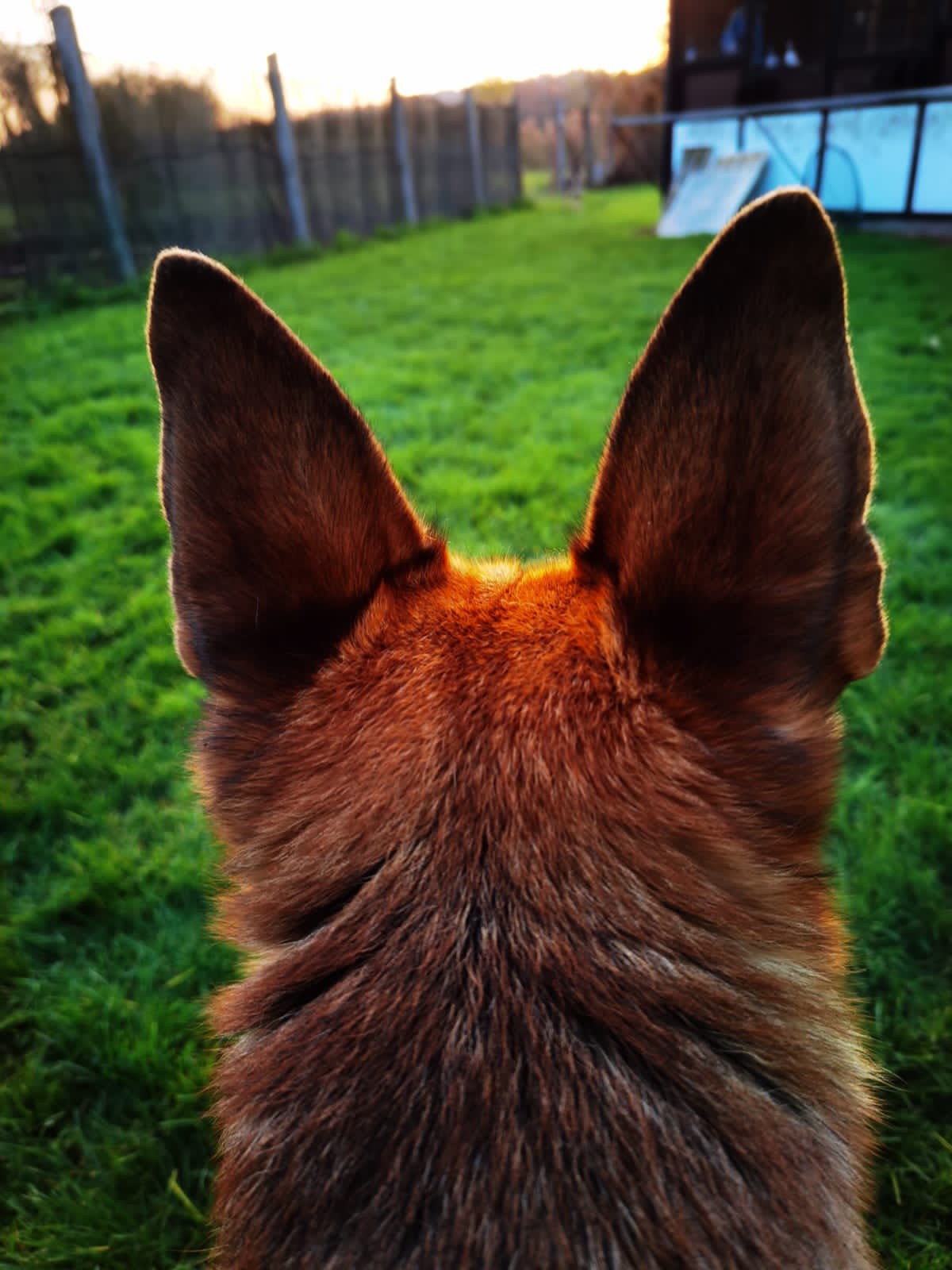 Helft meinem Seelenhund campaign photo, 2 of 7