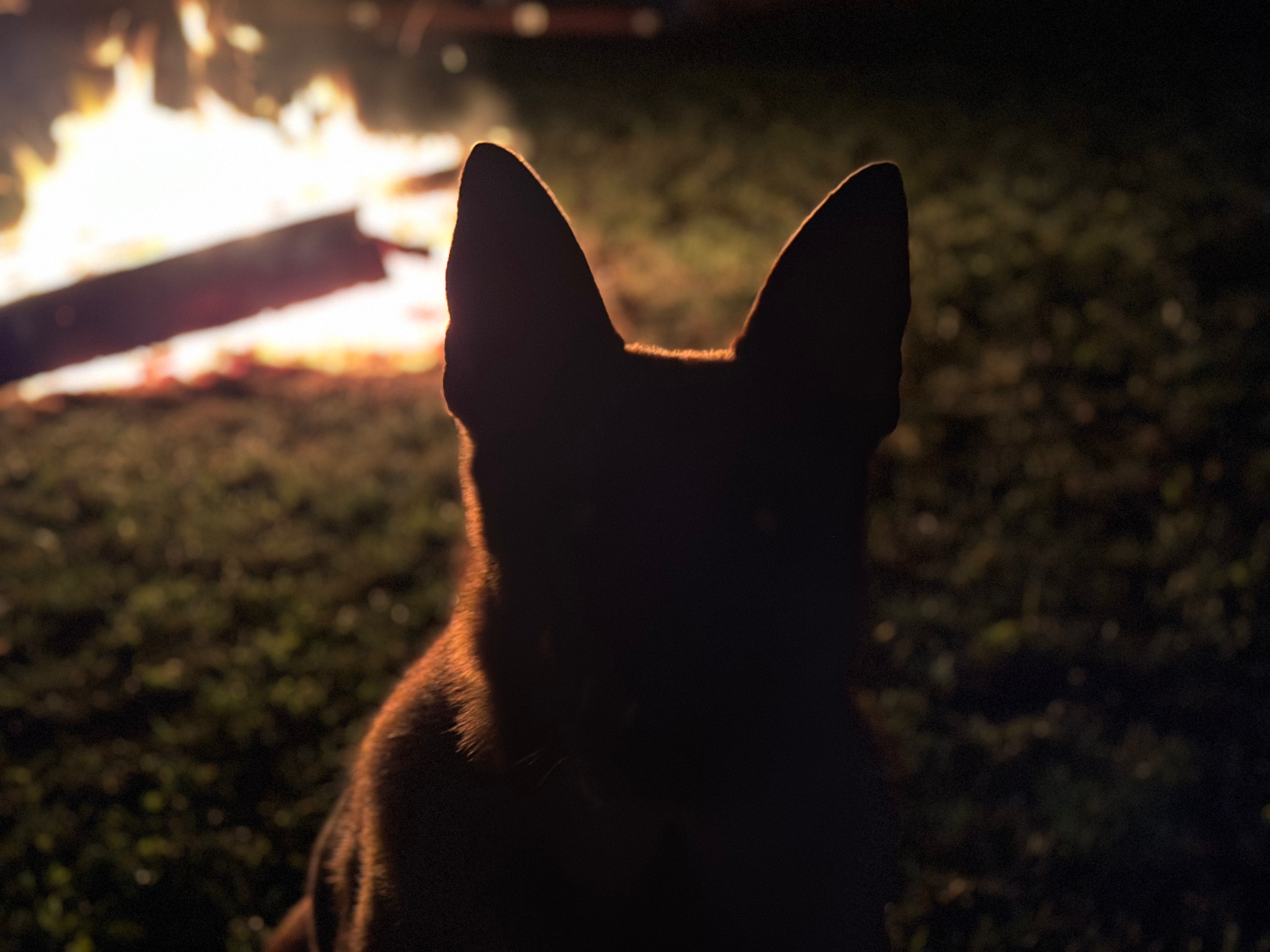 Helft meinem Seelenhund campaign photo, 4 of 7