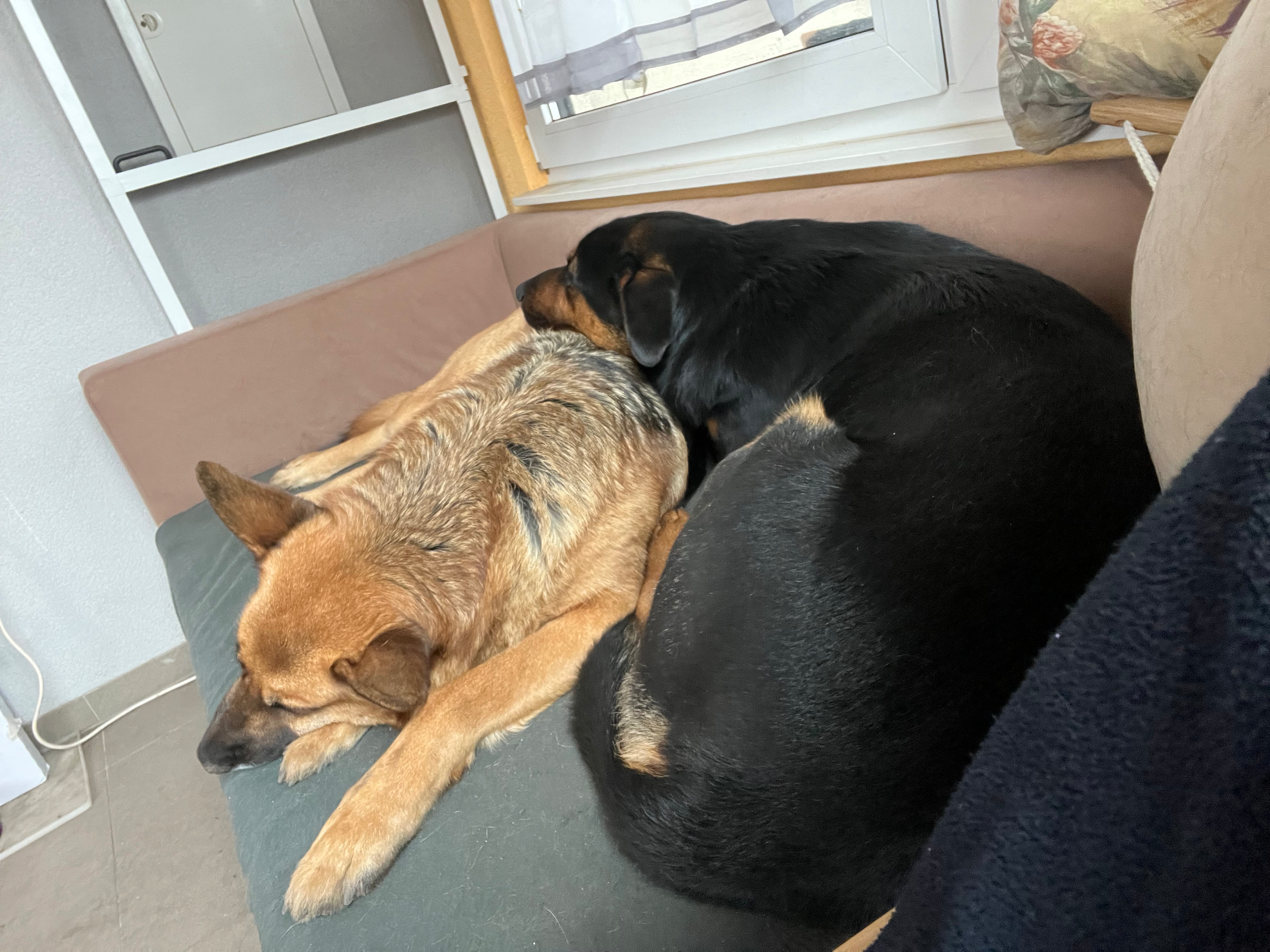 Helft meinem Seelenhund campaign photo, 5 of 7