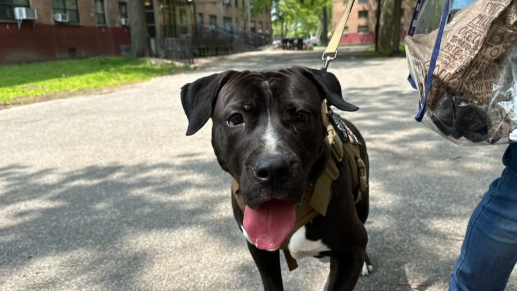 Help Shadow Get the Care He Needs photo