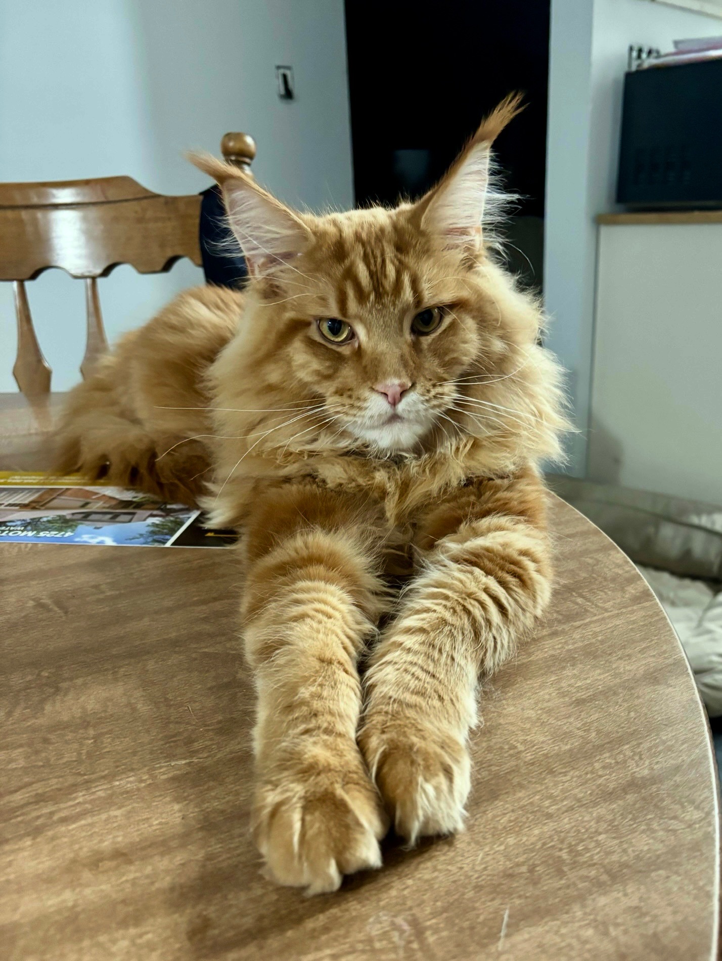 Help Save Randall’s Life: Emergency Surgery campaign photo, 7 of 8