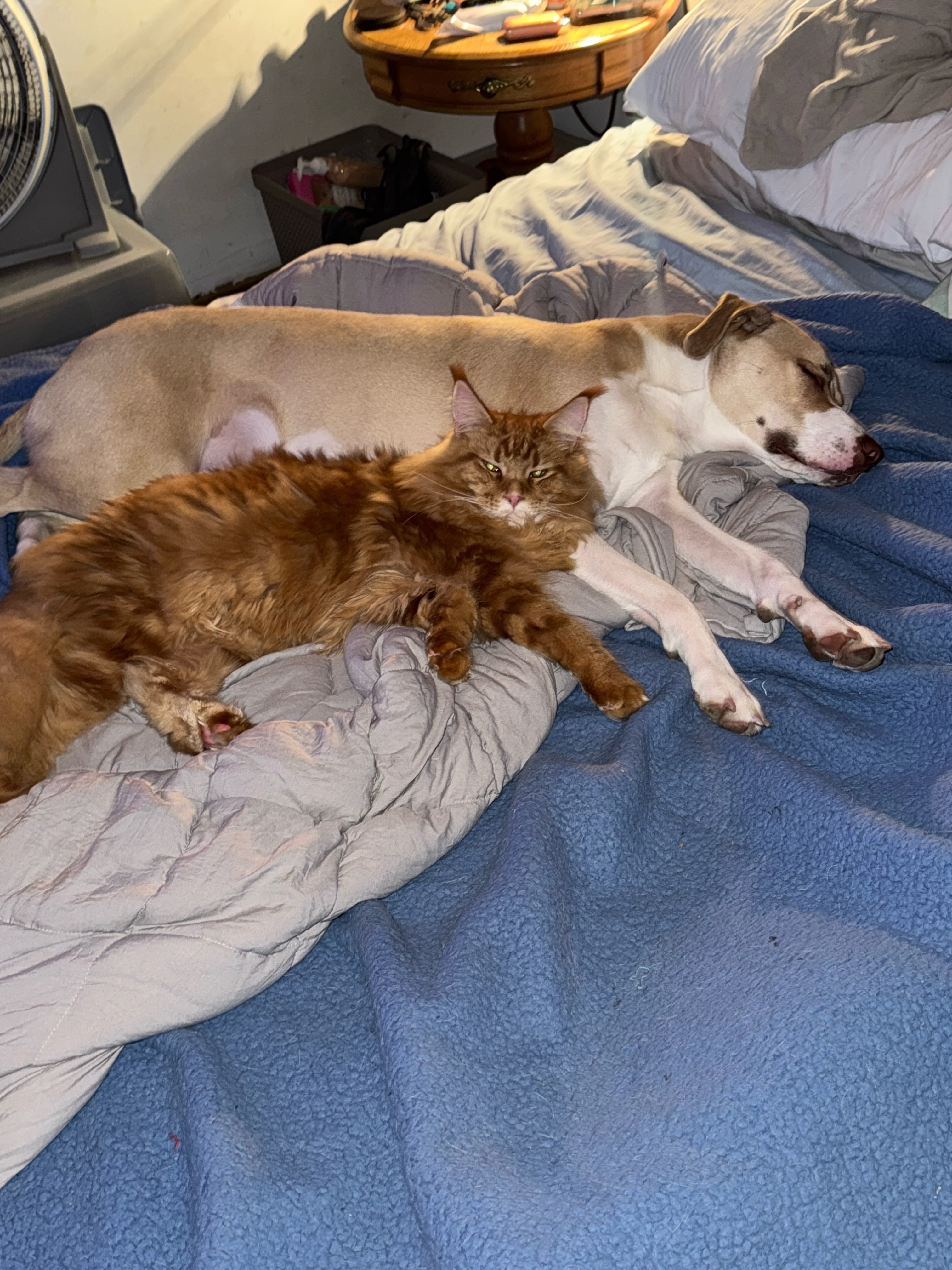 Help Save Randall’s Life: Emergency Surgery campaign photo, 2 of 8
