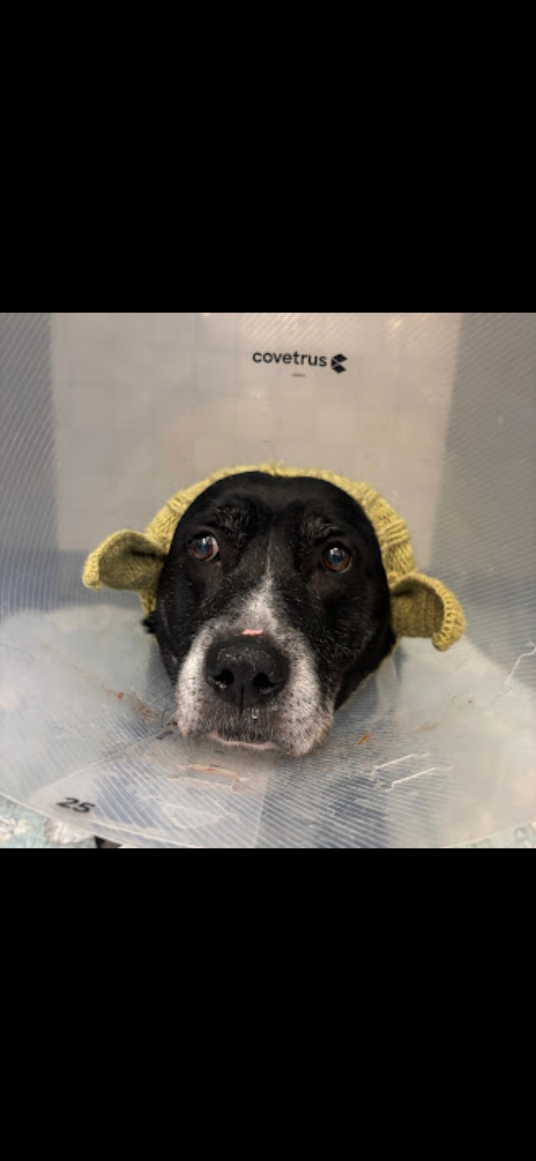 Dory saved me, please help me save her campaign photo, 6 of 8