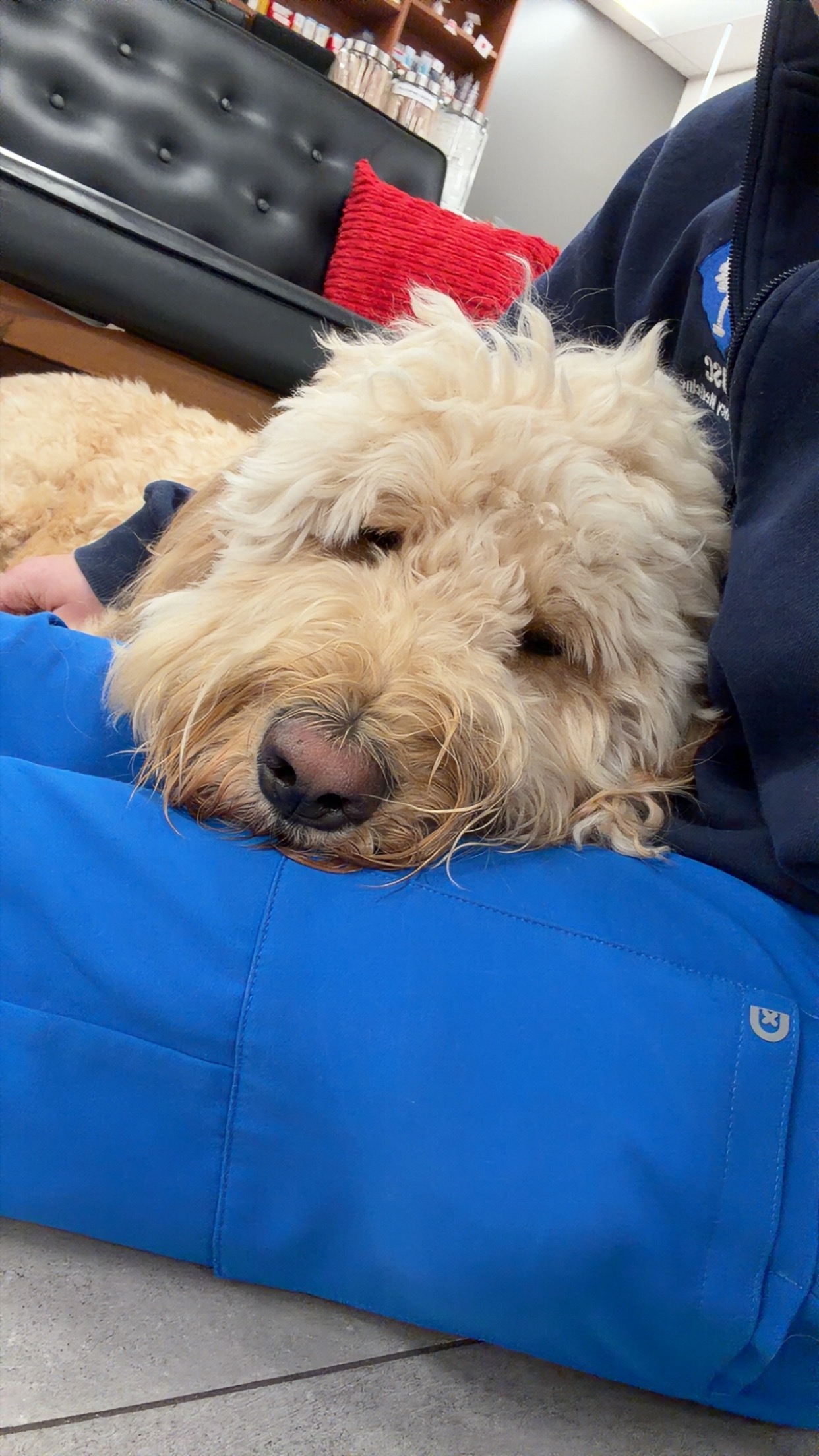 Support Teddie’s Journey to Pain-Free Days campaign photo, 7 of 8
