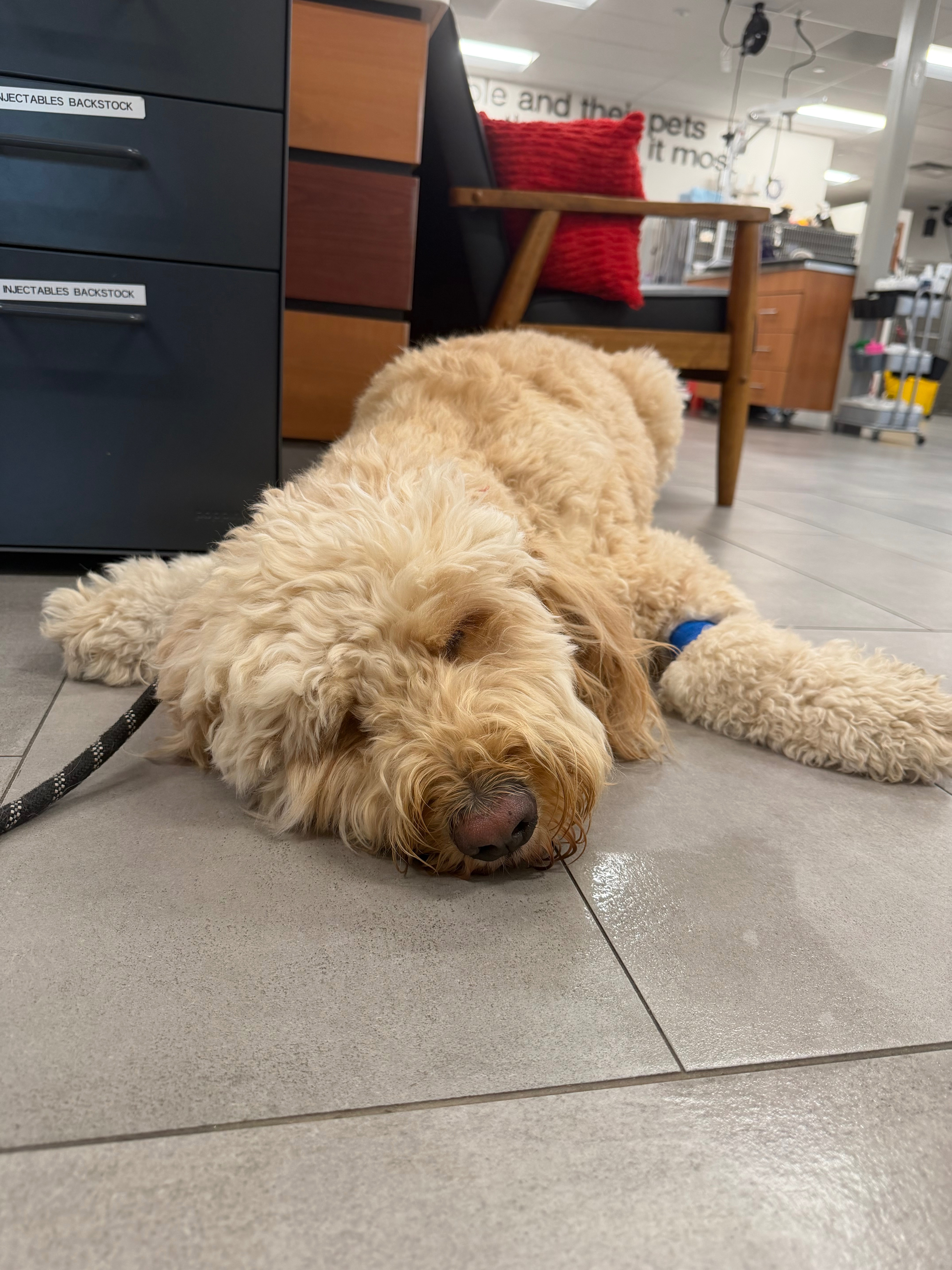 Support Teddie’s Journey to Pain-Free Days campaign photo, 2 of 8
