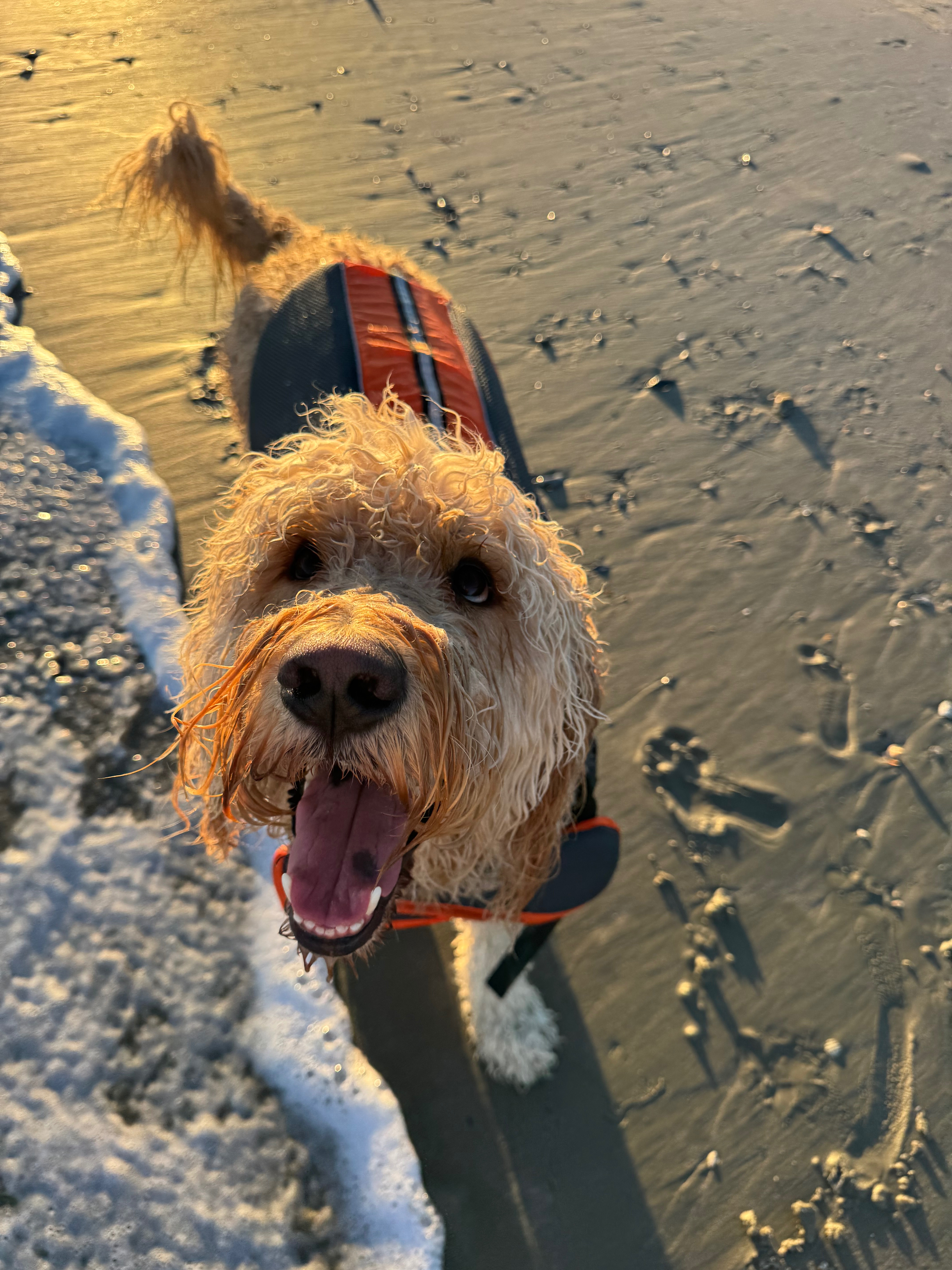 Support Teddie’s Journey to Pain-Free Days campaign photo, 4 of 8