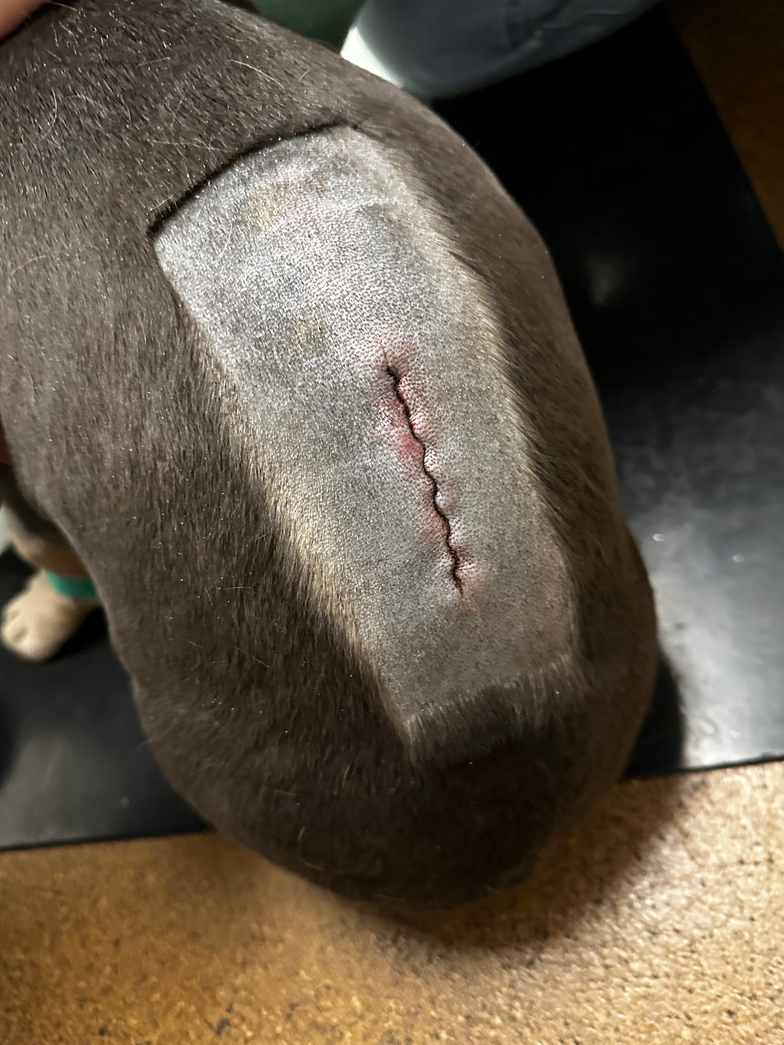 Help with Kingston’s Spinal Surgery campaign photo, 5 of 7