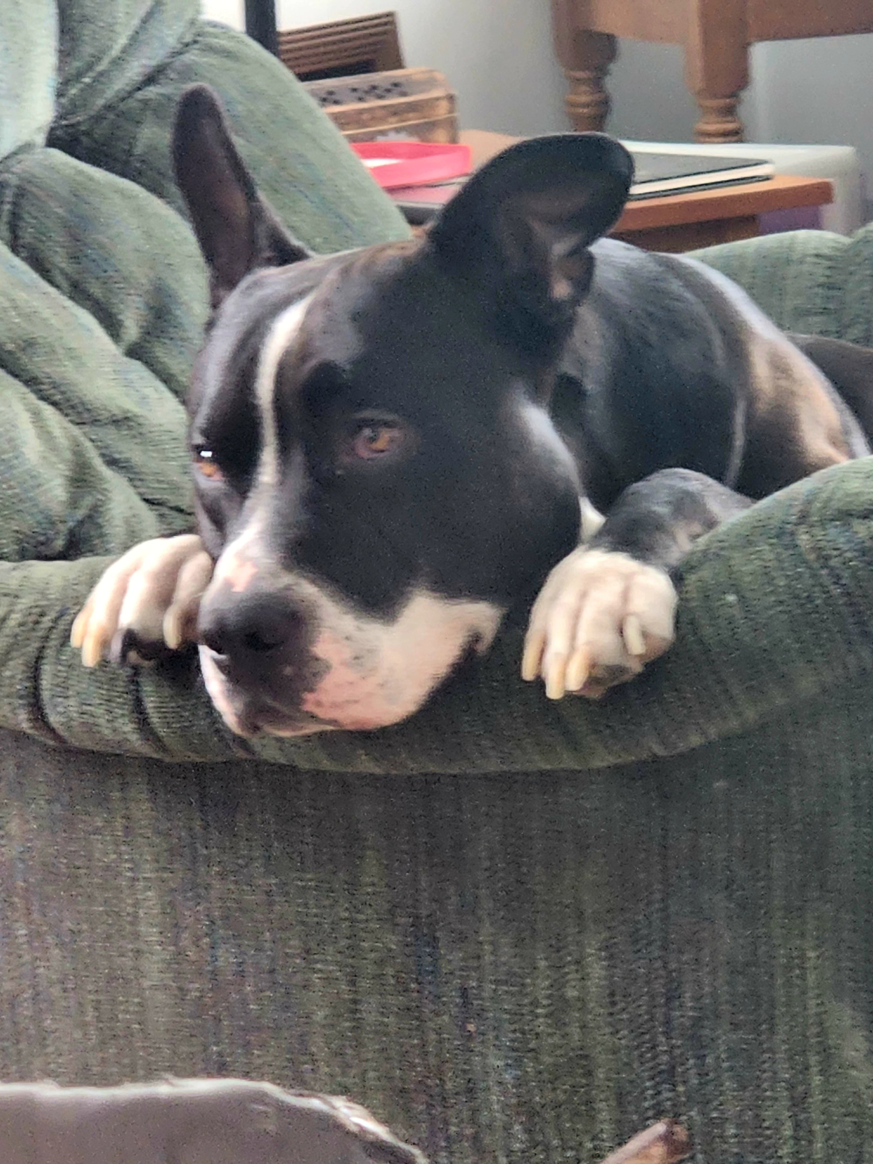 Buddy can't be released until vet and euthanasia  bill is pd campaign photo, 2 of 6