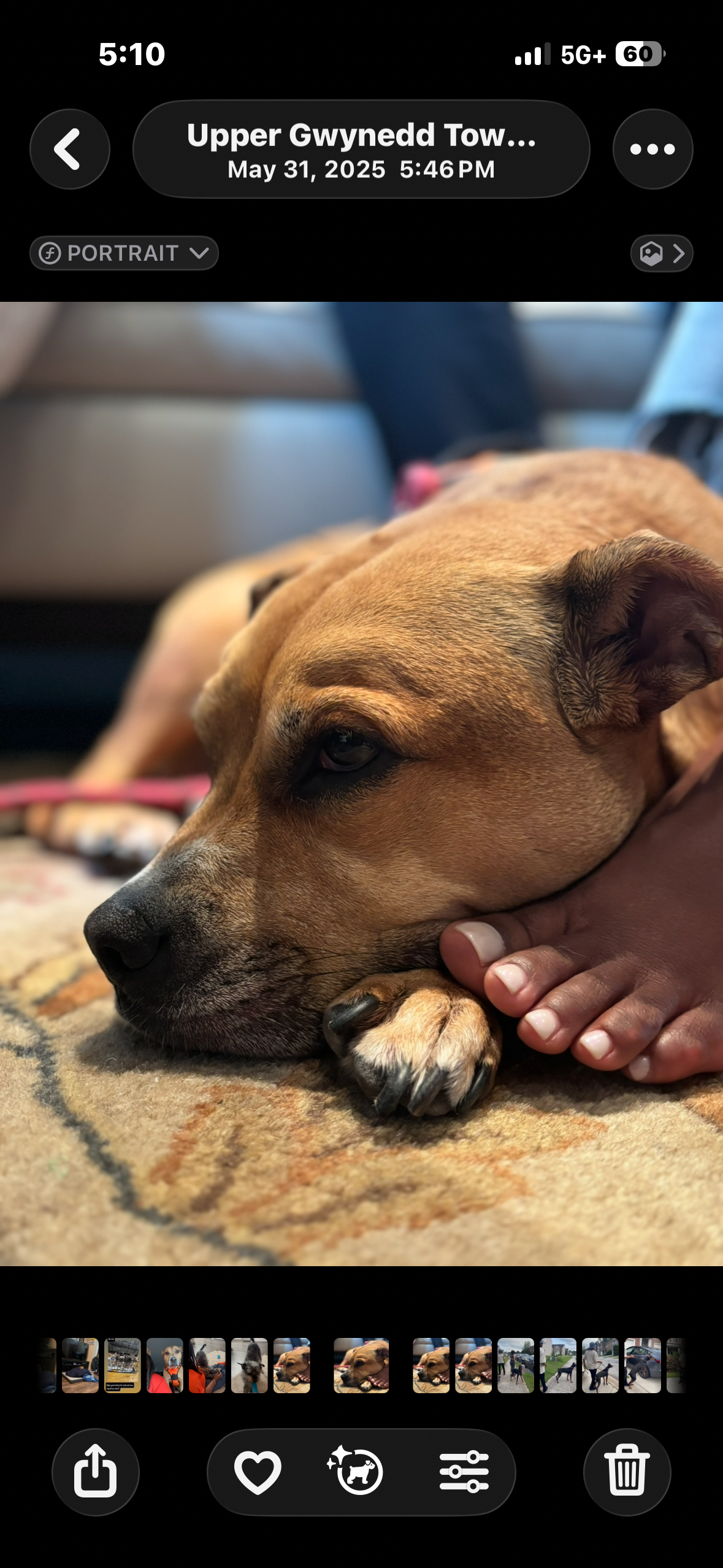 Help Bronx Walk Again After Her Accident campaign photo, 5 of 6