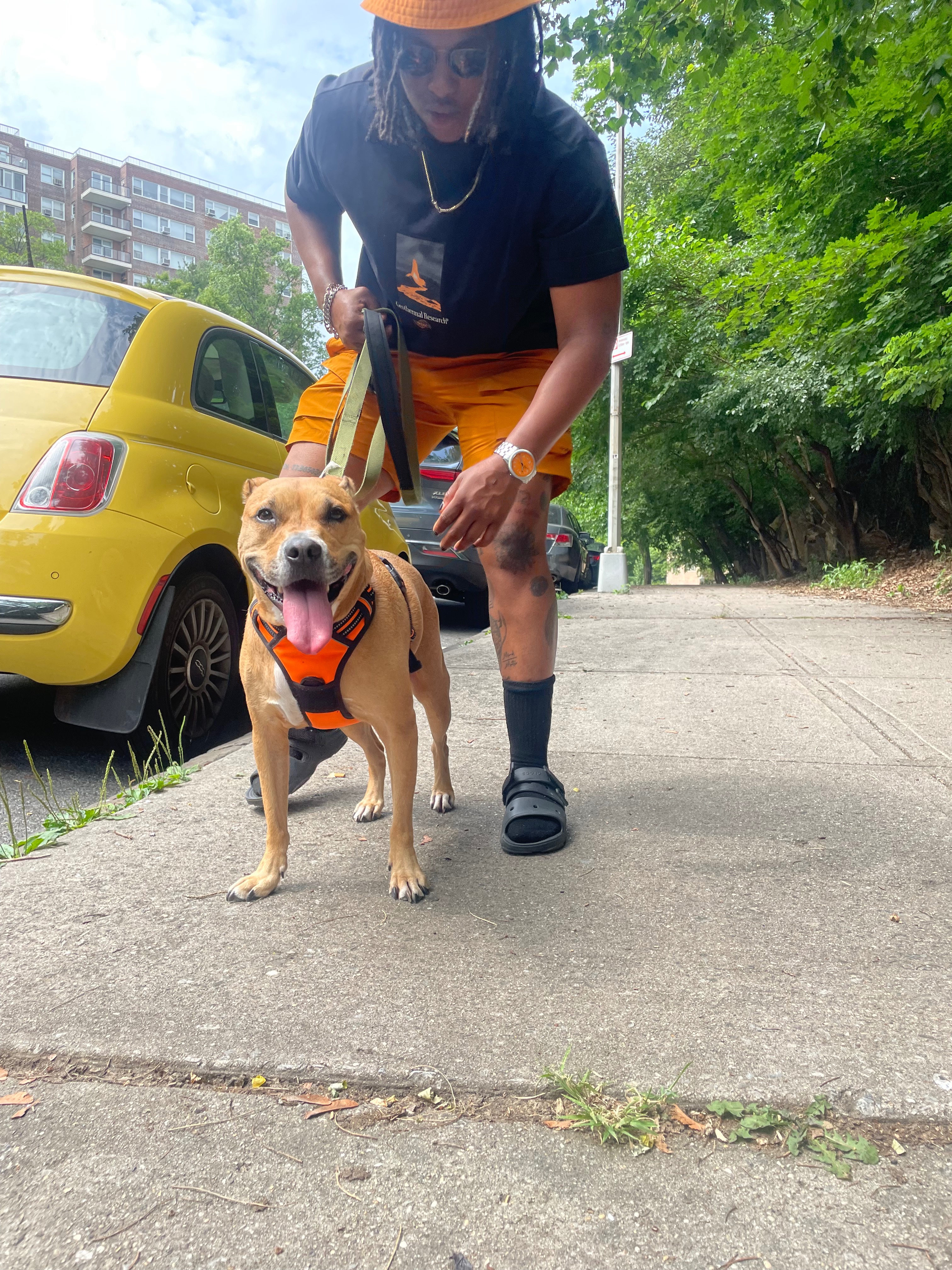 Help Bronx Walk Again After Her Accident campaign photo, 2 of 6