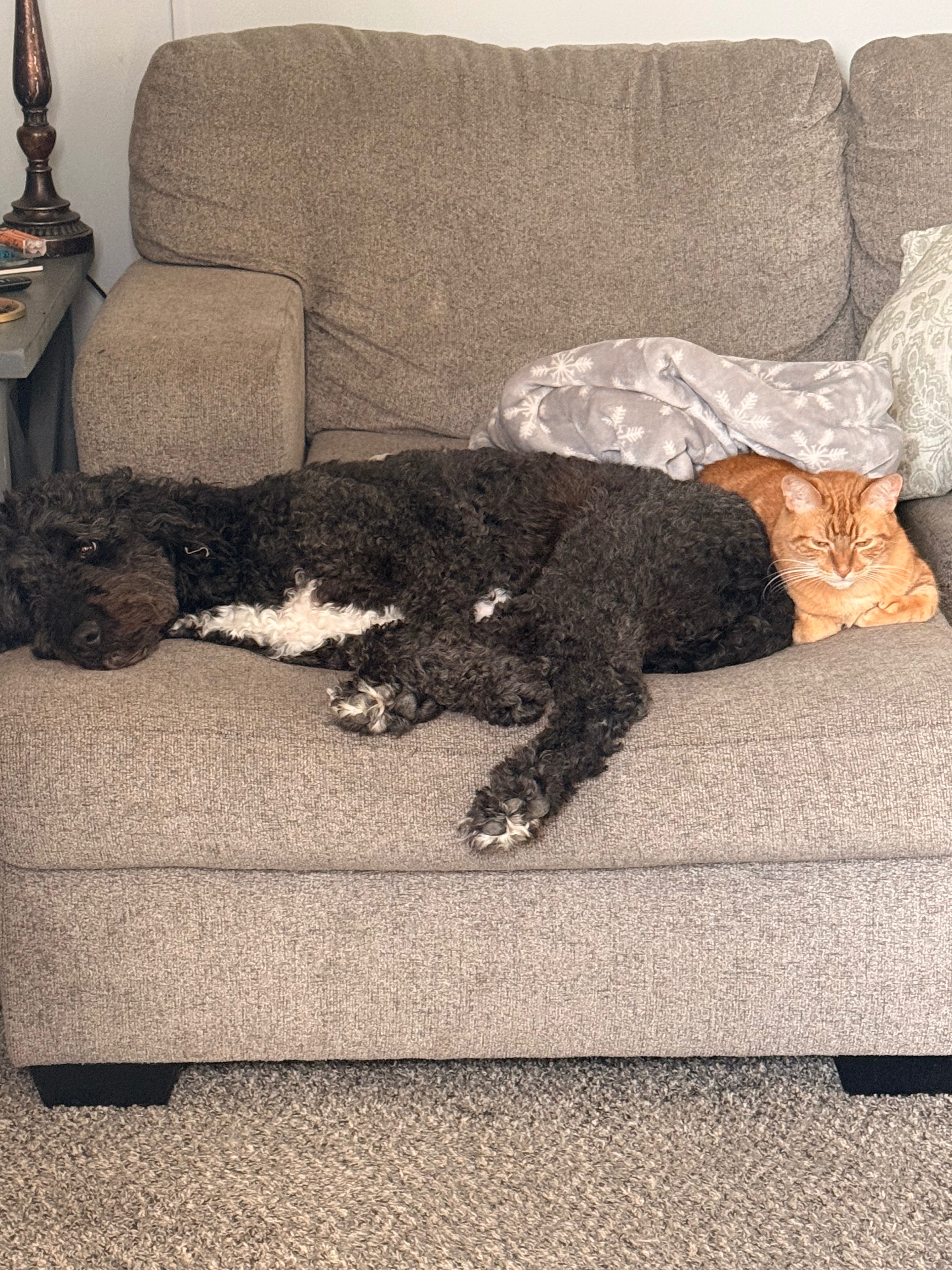 Support Rosie’s Life-Saving Surgery campaign photo, 2 of 3