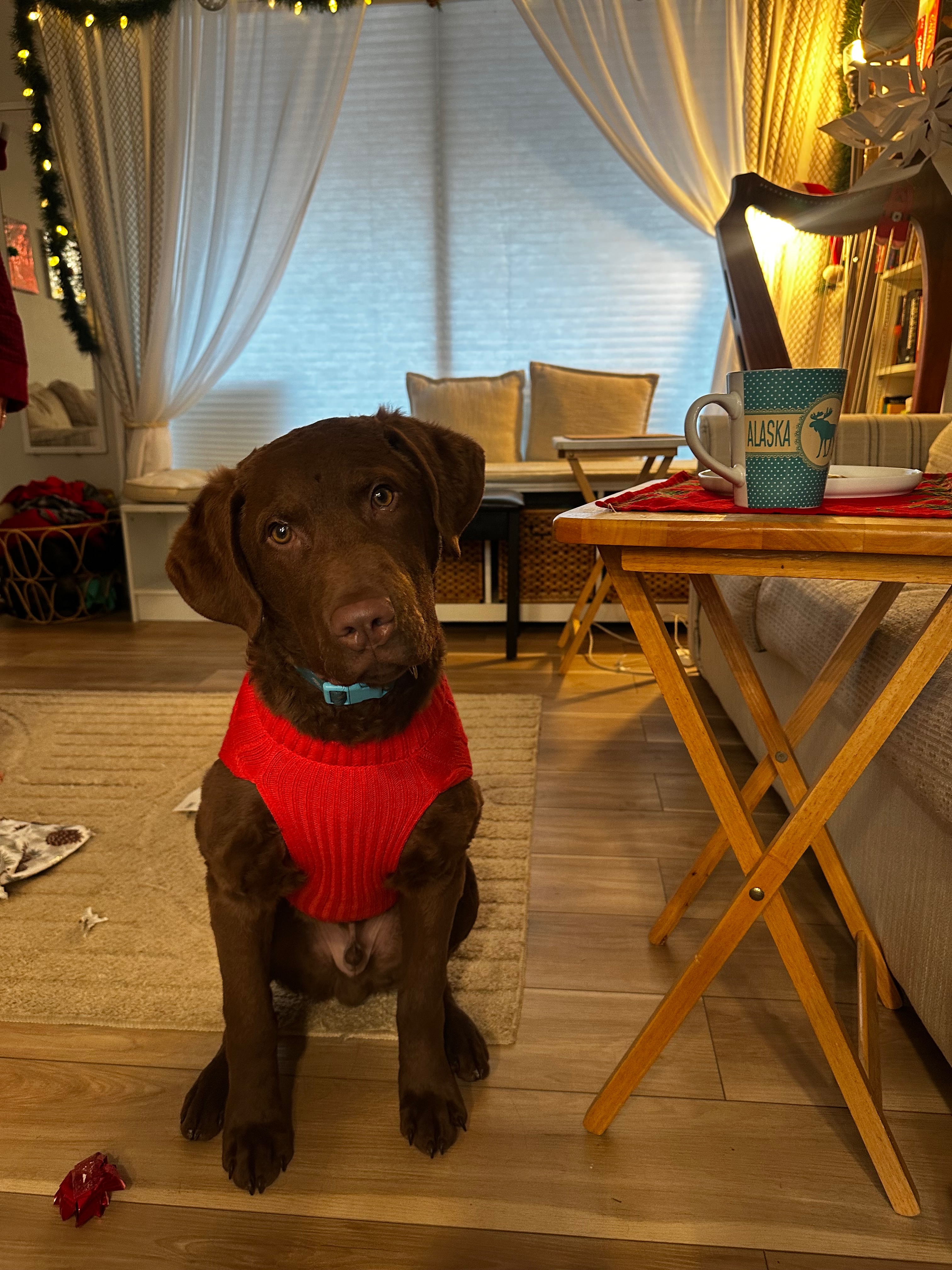 Please help our dog Goose campaign photo, 2 of 7
