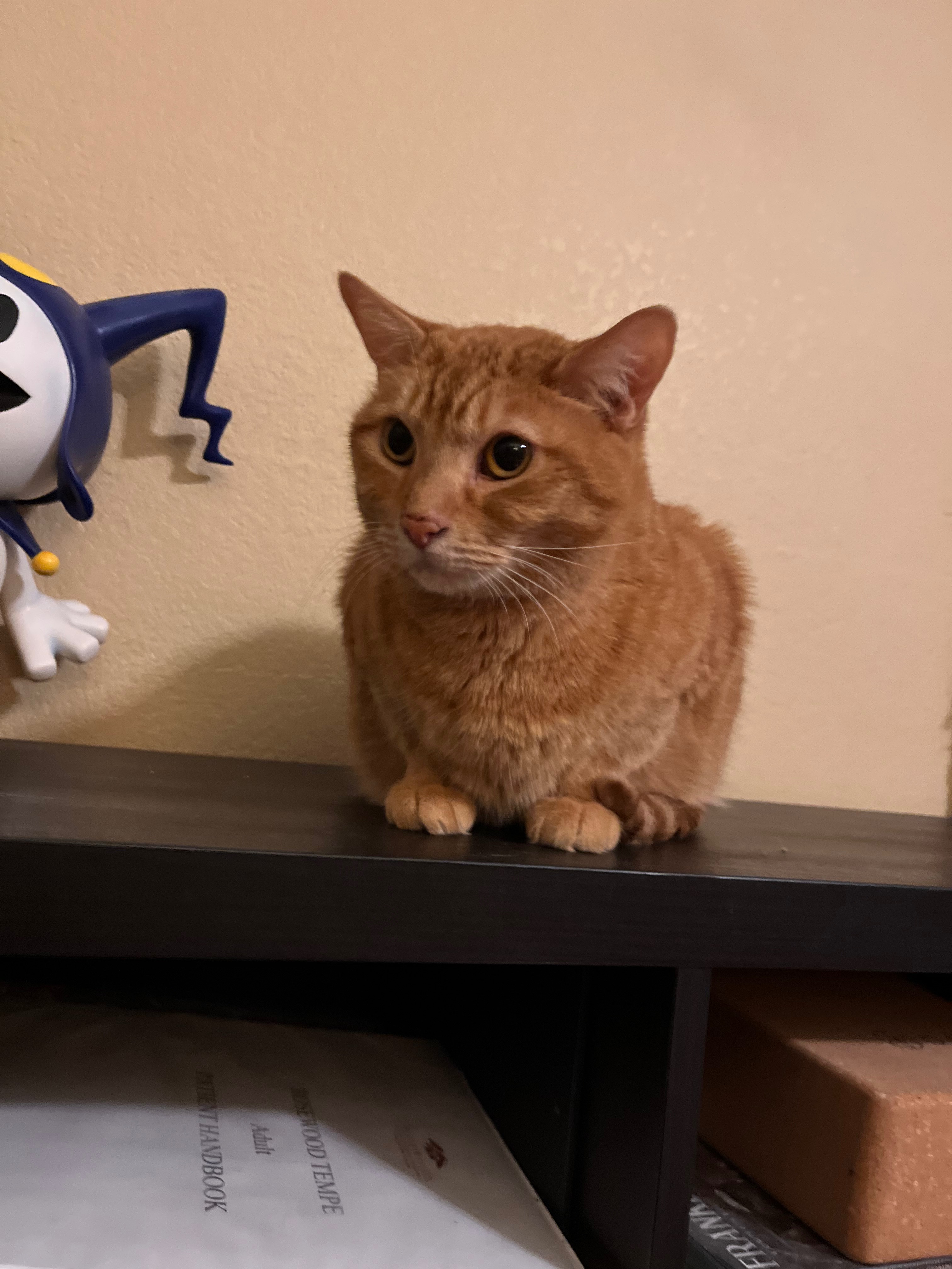 Help Support Sugar and Fidget in Critical Health Recovery campaign photo, 2 of 8