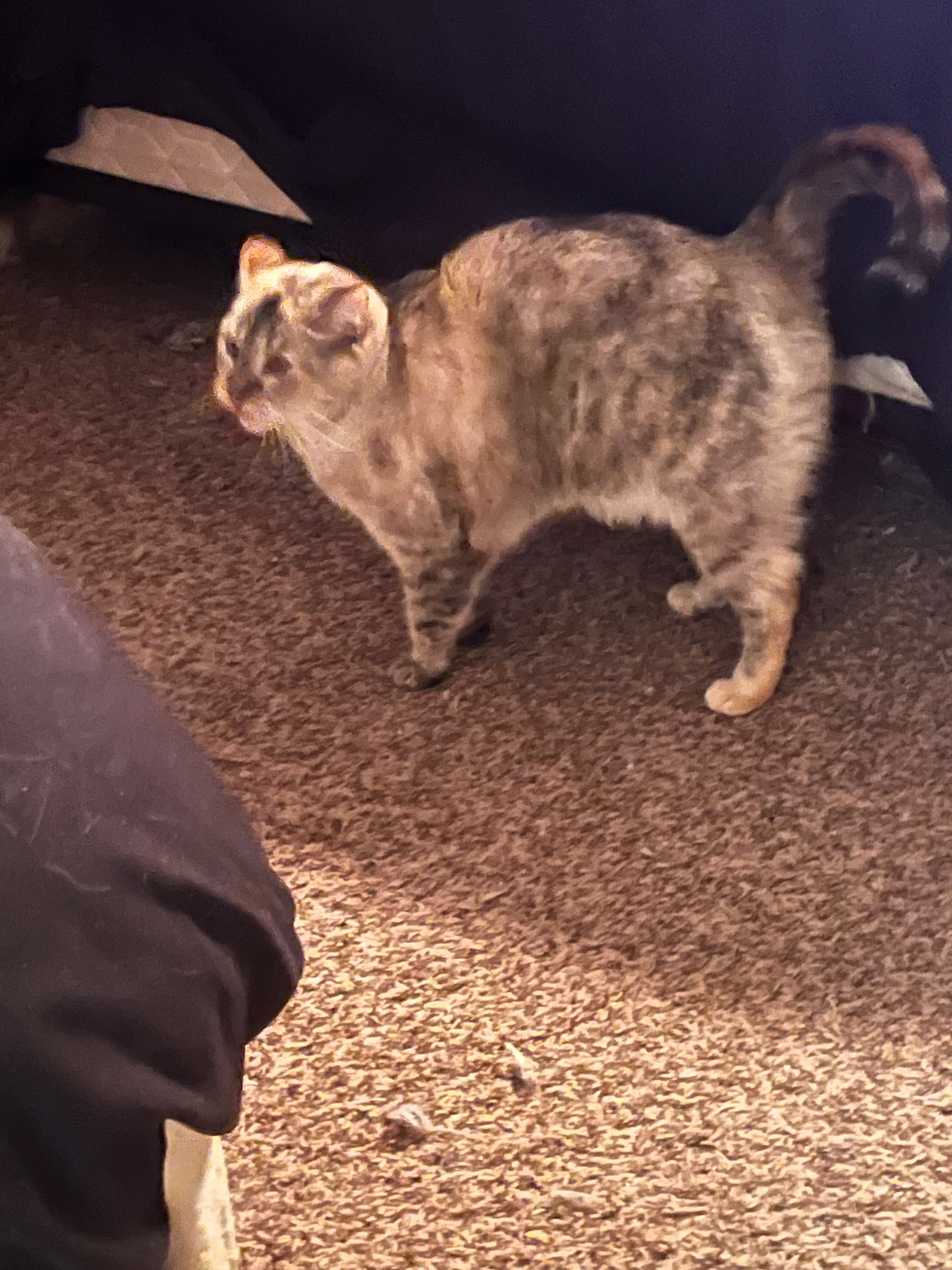 Help Support Sugar and Fidget in Critical Health Recovery campaign photo, 4 of 8