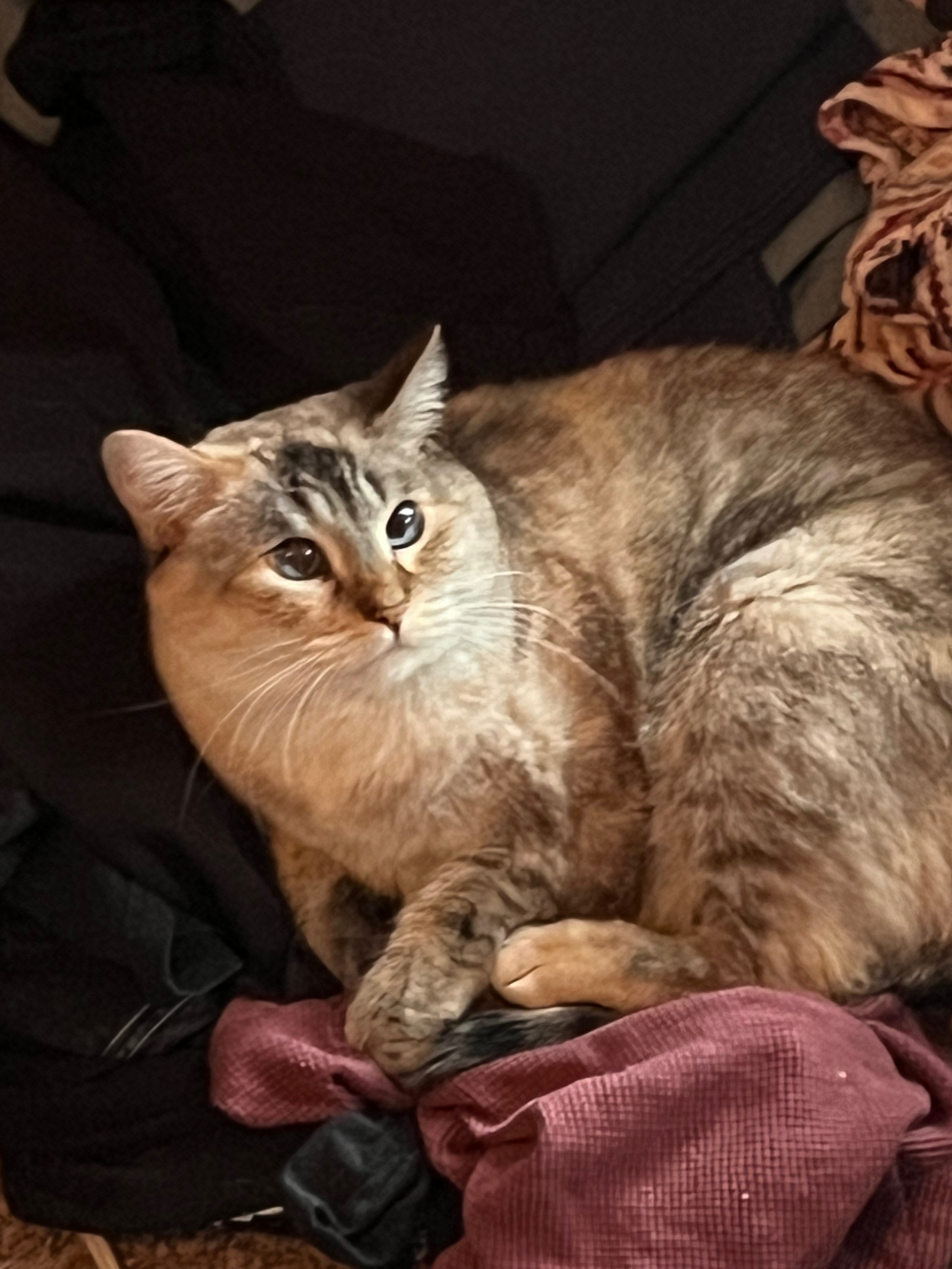 Help Support Sugar and Fidget in Critical Health Recovery campaign photo, 5 of 8