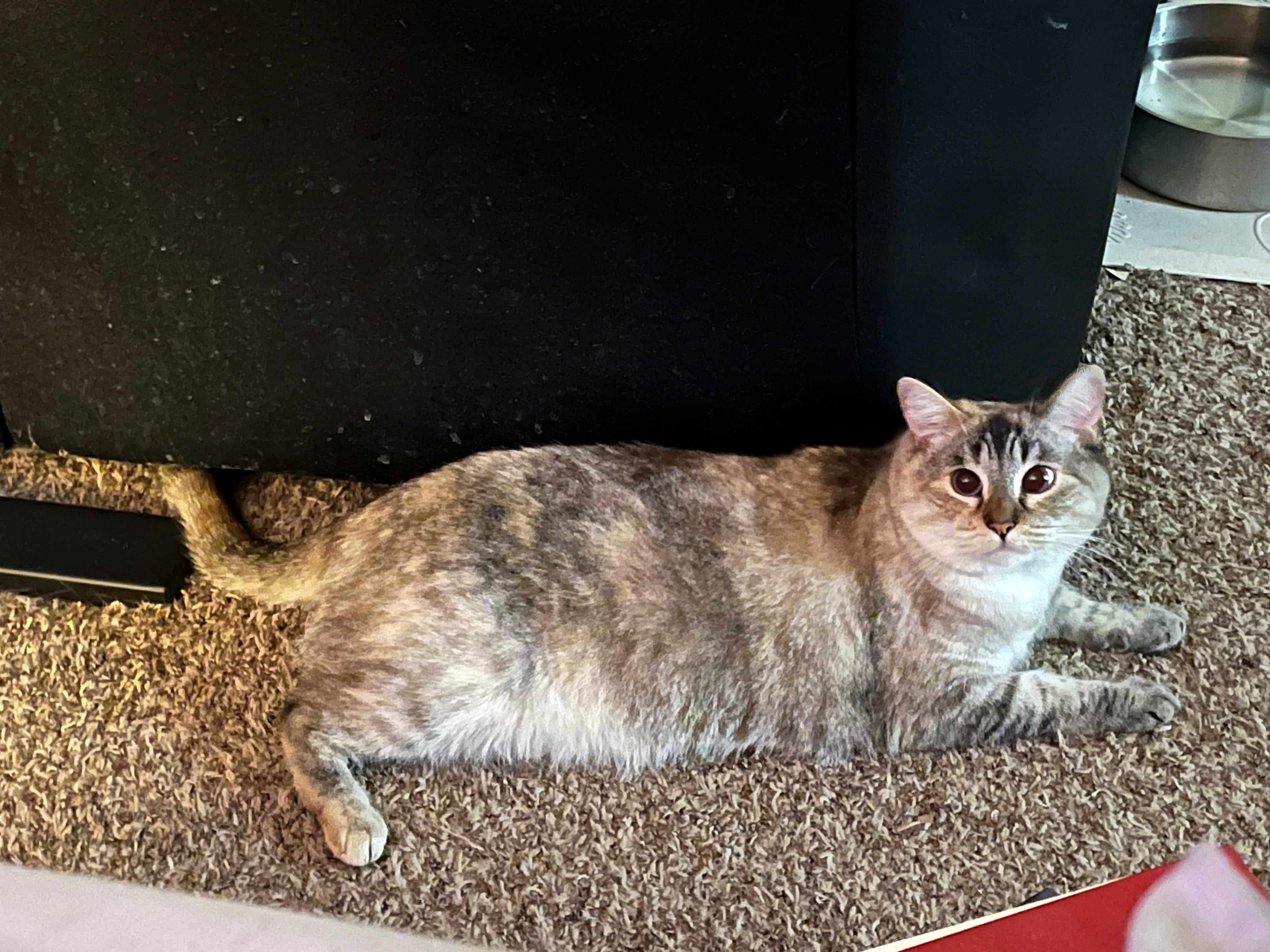 Help Support Sugar and Fidget in Critical Health Recovery campaign photo, 6 of 8