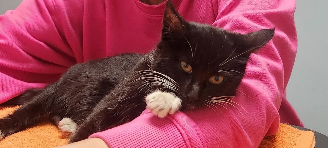 Help Sophia Heal: Injured Kitten Needs Lifesaving Care campaign photo, 7 of 8