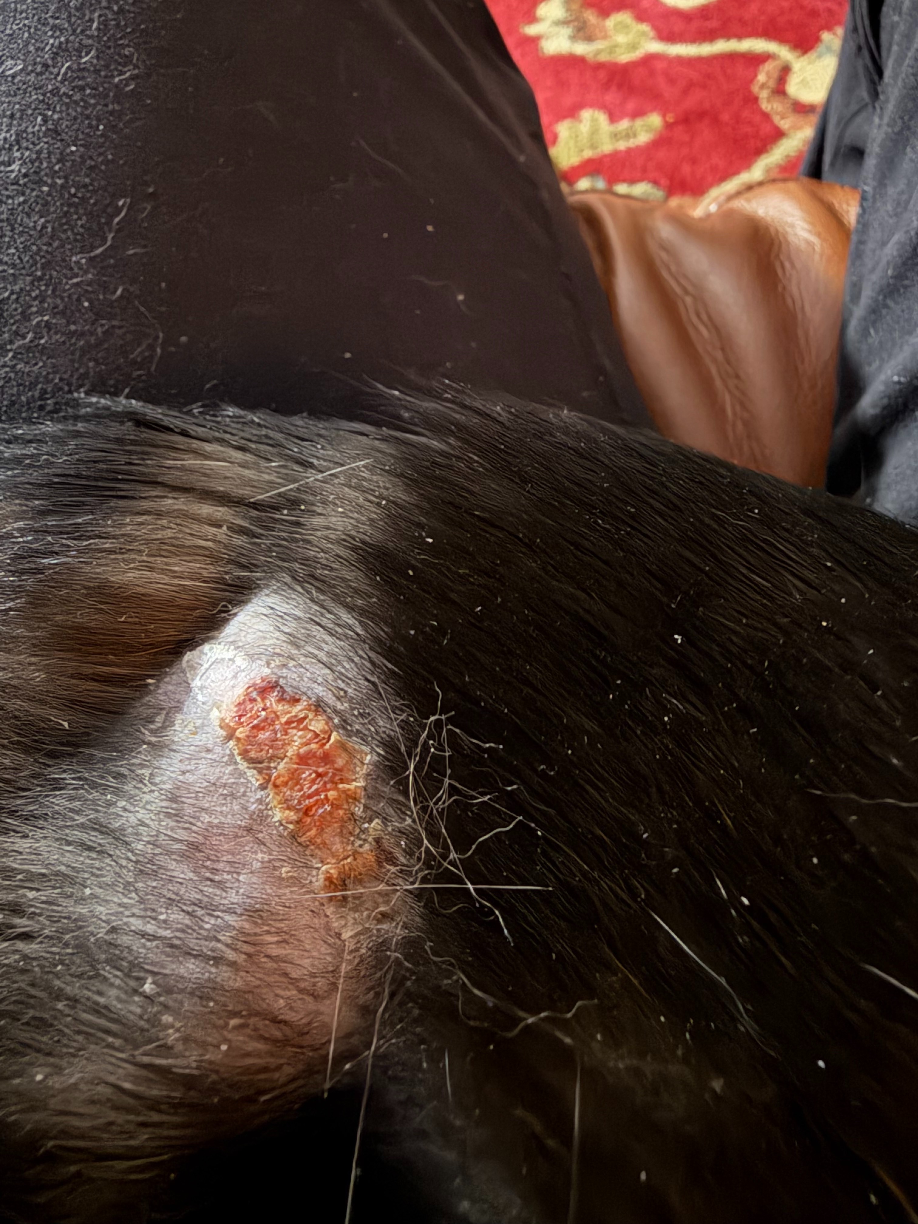 Help Sophia Heal: Injured Kitten Needs Lifesaving Care campaign photo, 2 of 8