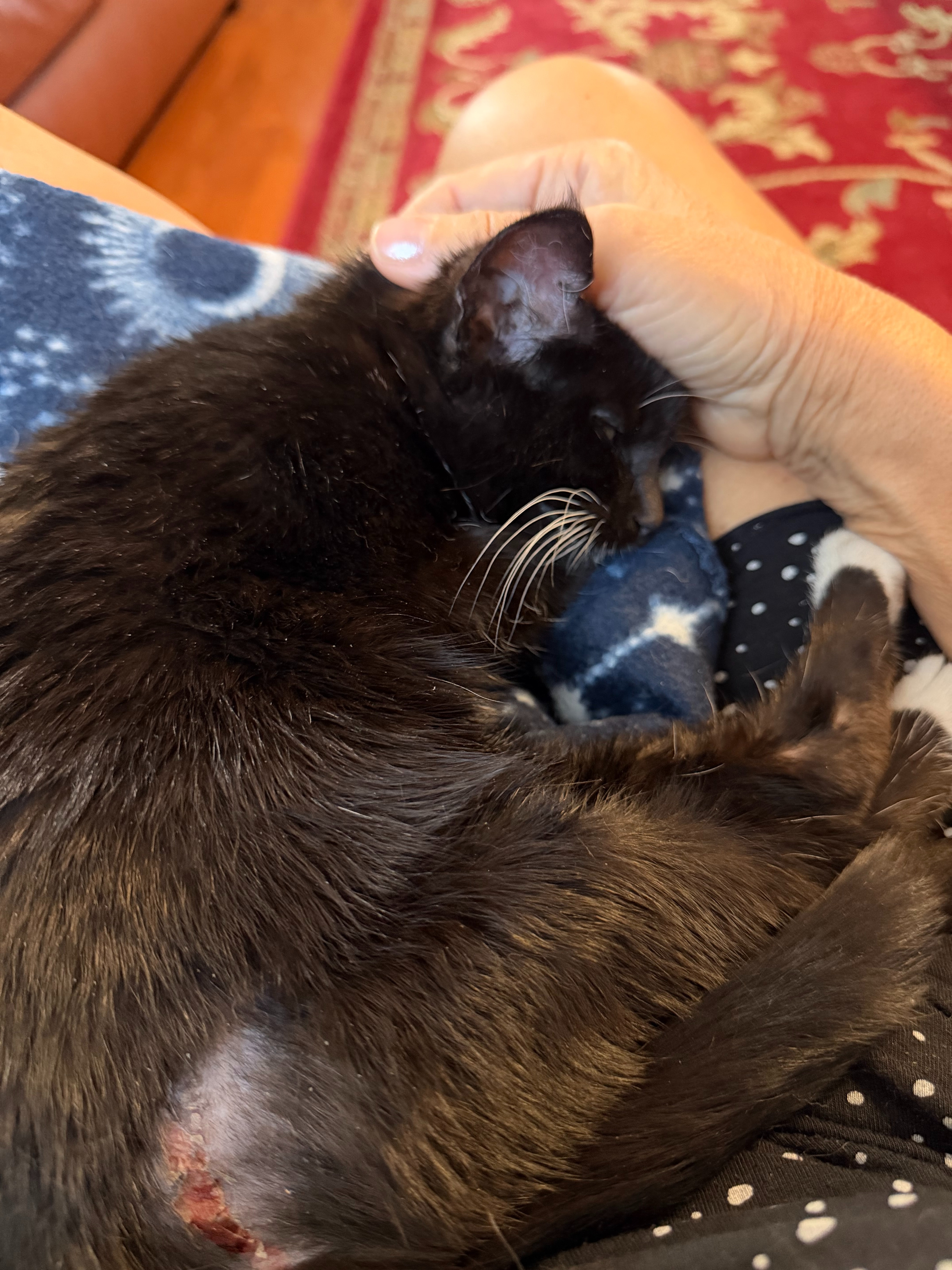 Help Sophia Heal: Injured Kitten Needs Lifesaving Care campaign photo, 4 of 8