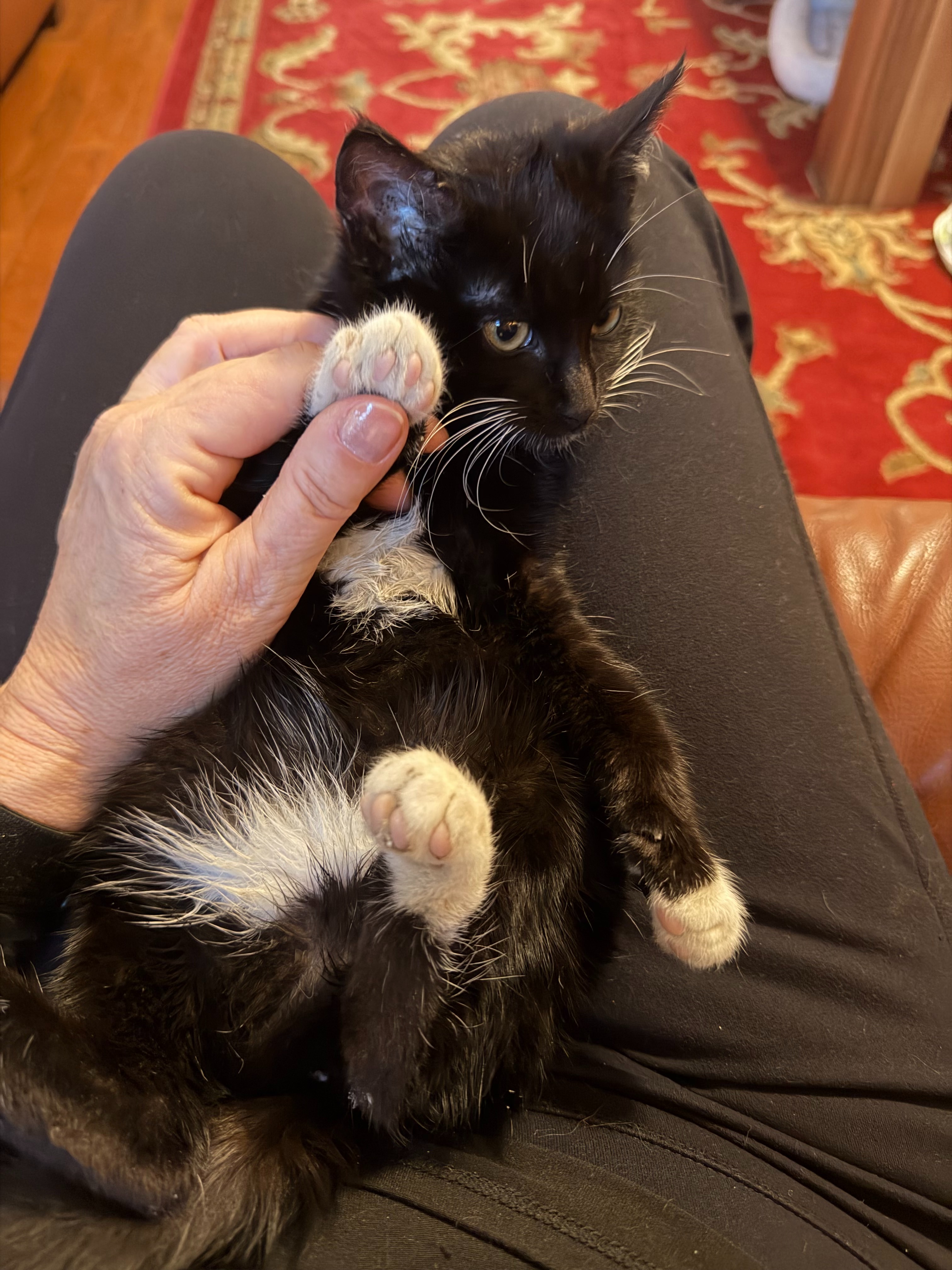 Help Sophia Heal: Injured Kitten Needs Lifesaving Care campaign photo, 5 of 8