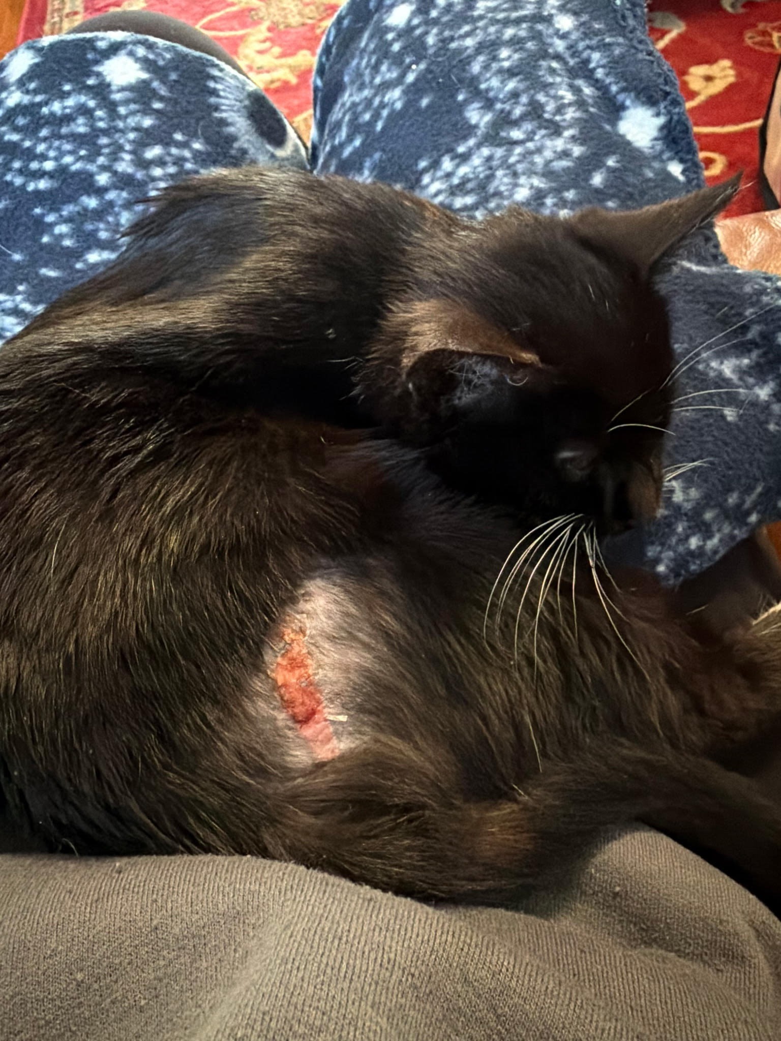 Help Sophia Heal: Injured Kitten Needs Lifesaving Care campaign photo, 6 of 8