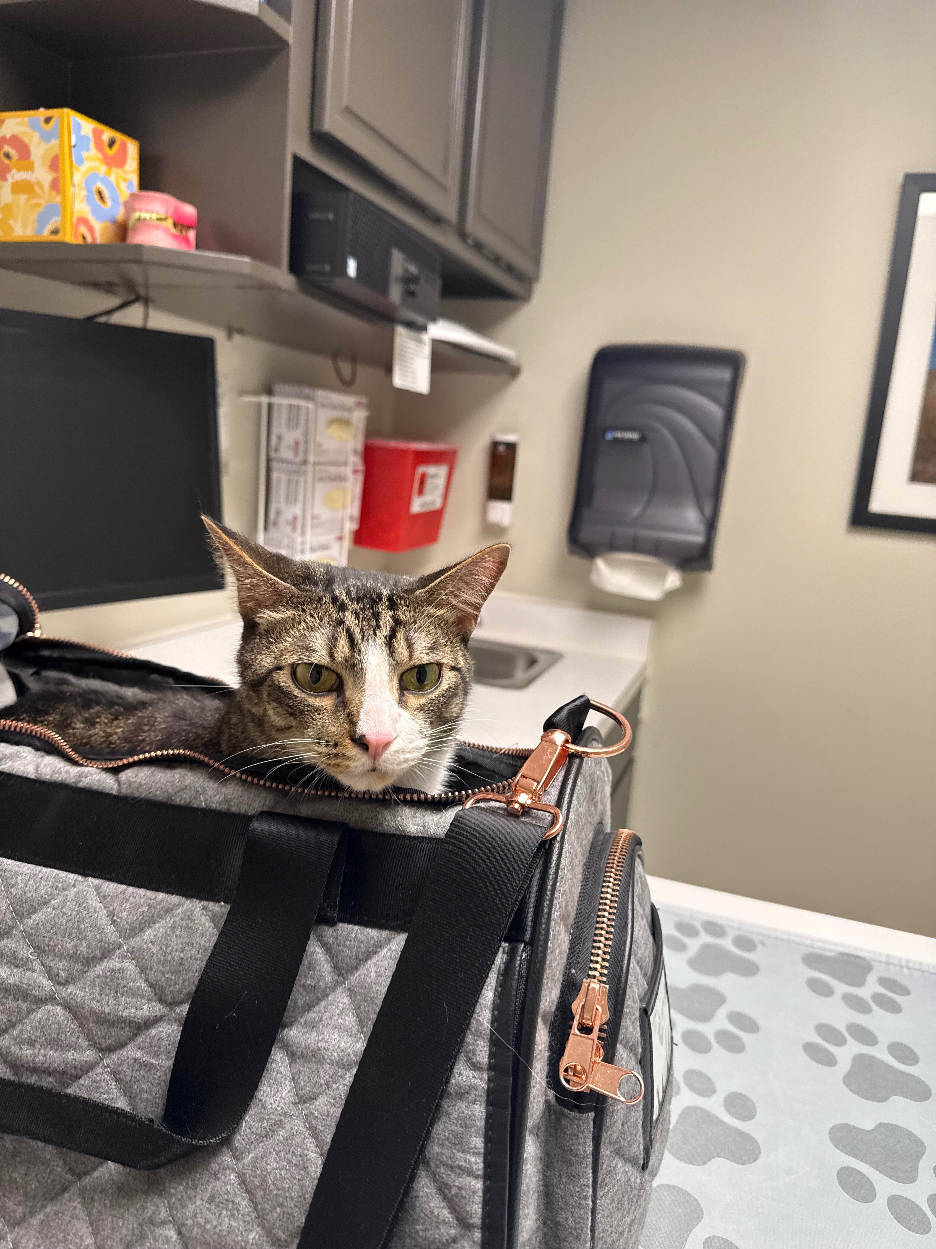 Help Milo Through Emergency Surgery campaign photo, 4 of 7