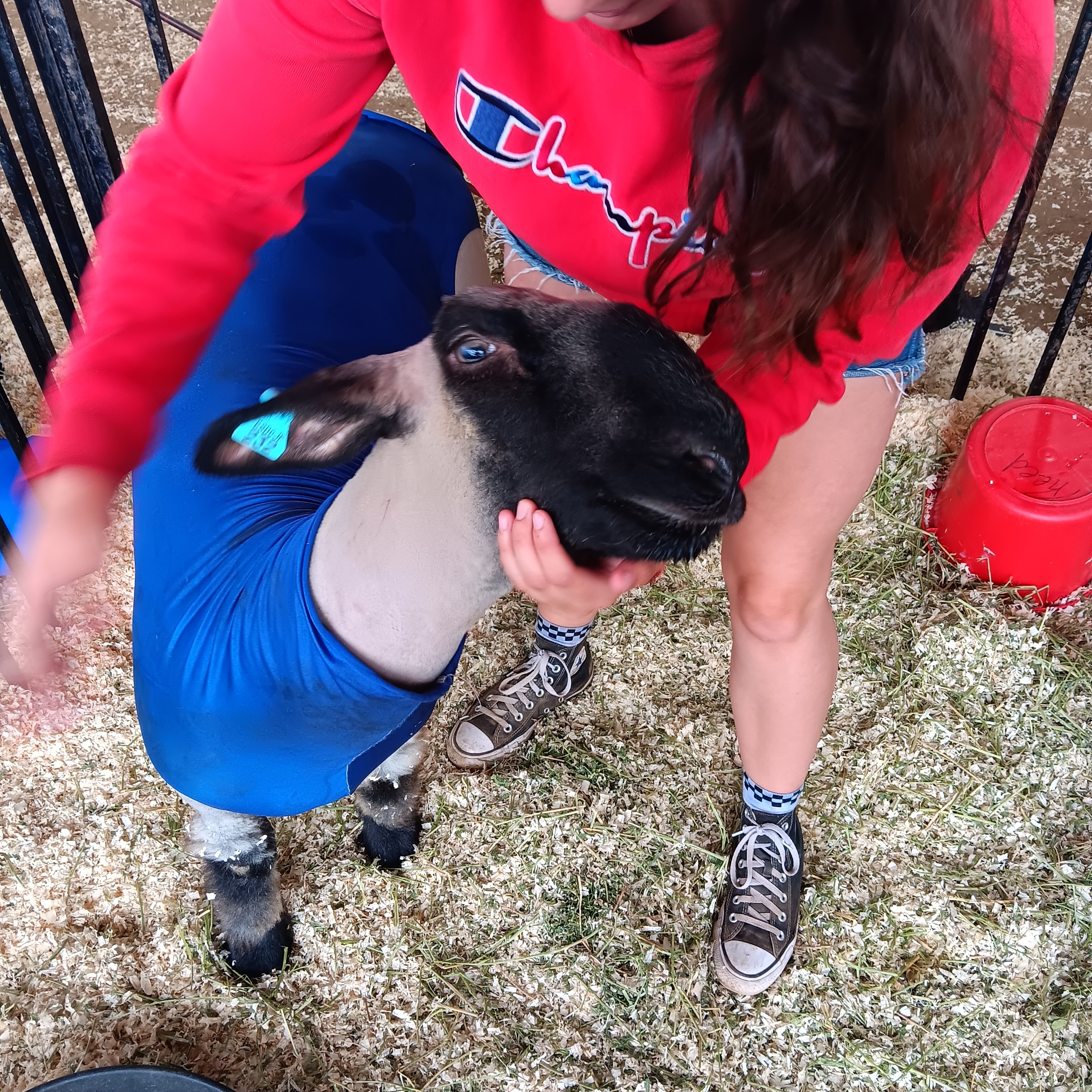Growing Through FFA—One Lamb at a Time campaign photo, 2 of 7