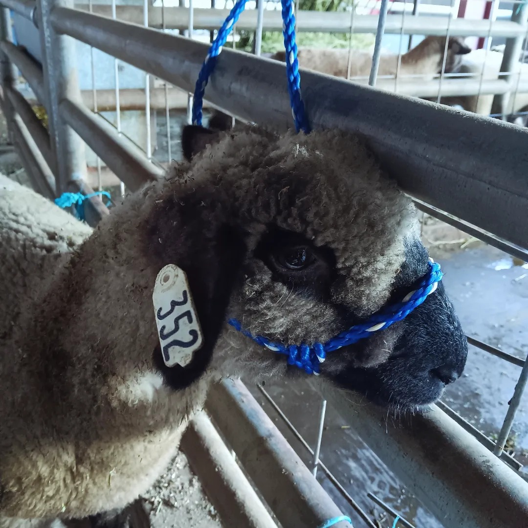 Growing Through FFA—One Lamb at a Time campaign photo, 4 of 7