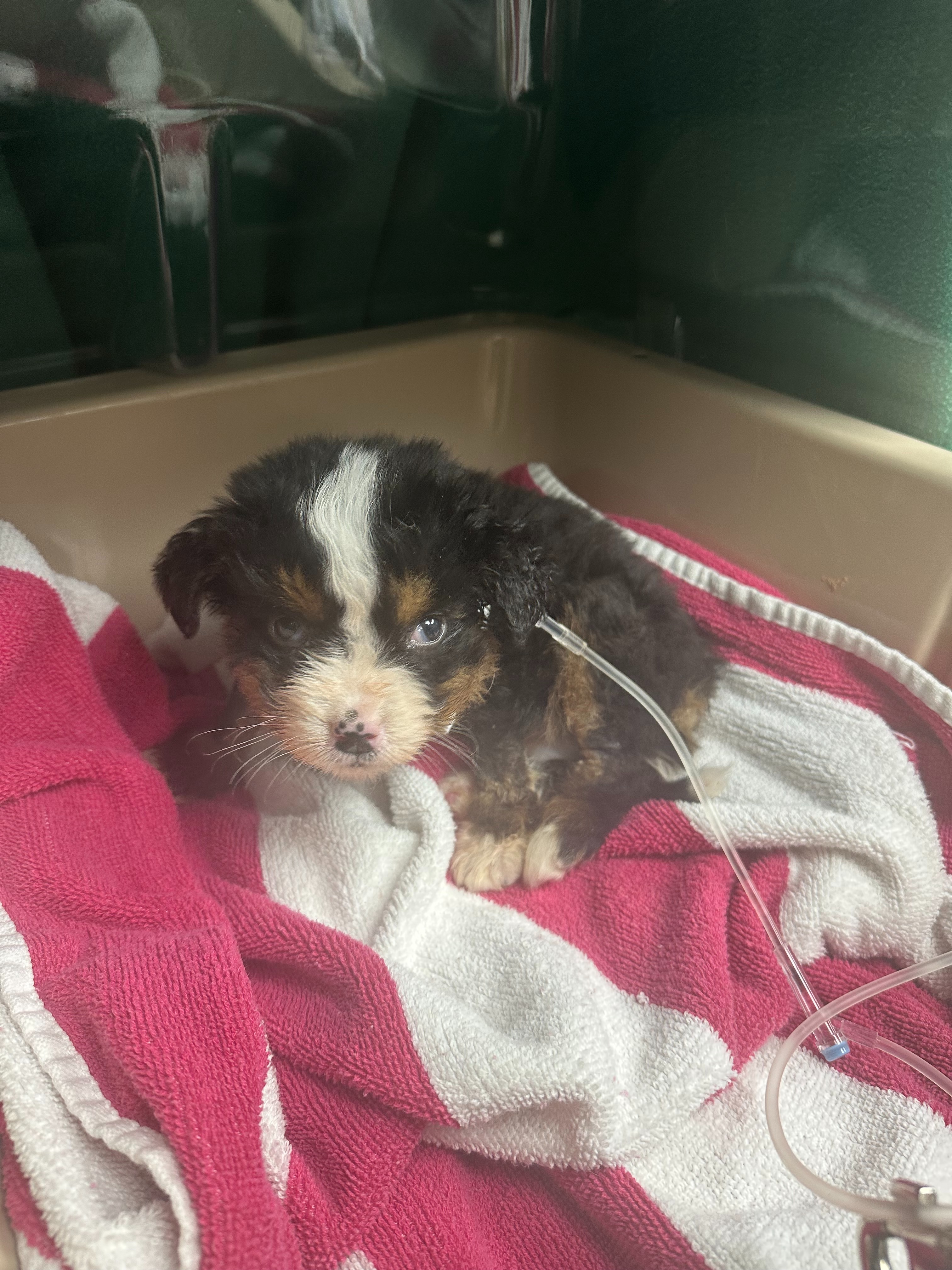 Emergency Medical Care for a Critical Rescue Puppy campaign photo, 7 of 8