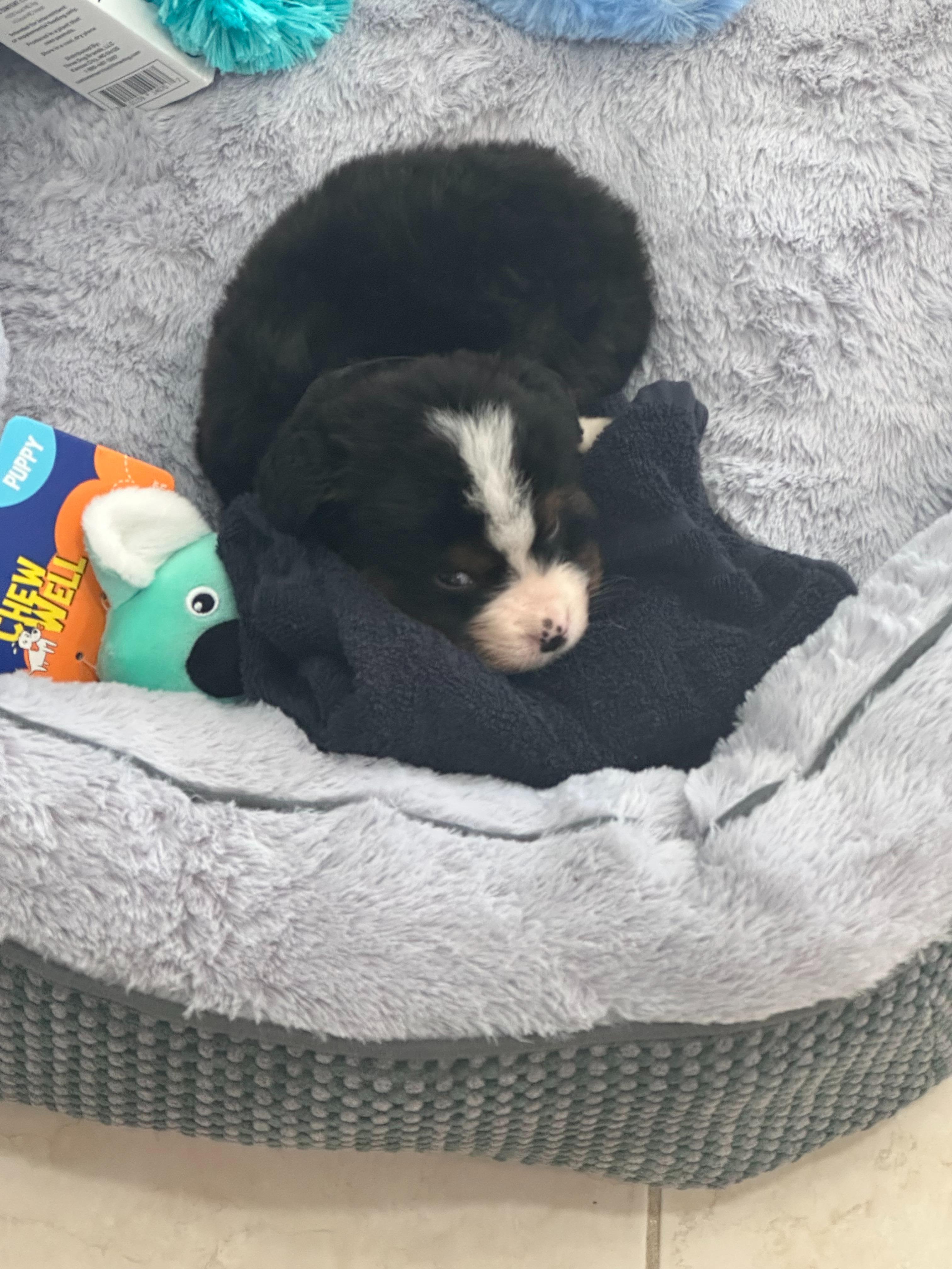 Emergency Medical Care for a Critical Rescue Puppy campaign photo, 2 of 8
