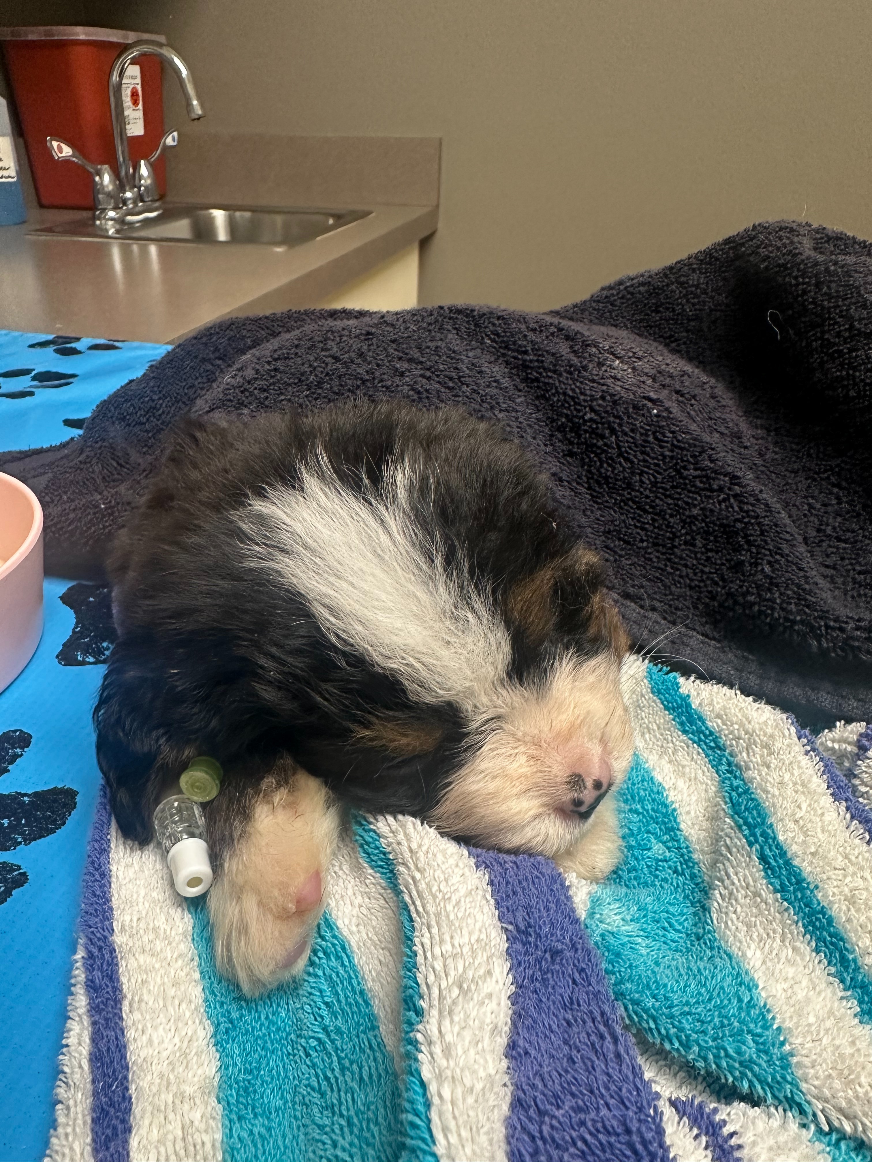 Emergency Medical Care for a Critical Rescue Puppy campaign photo, 4 of 8