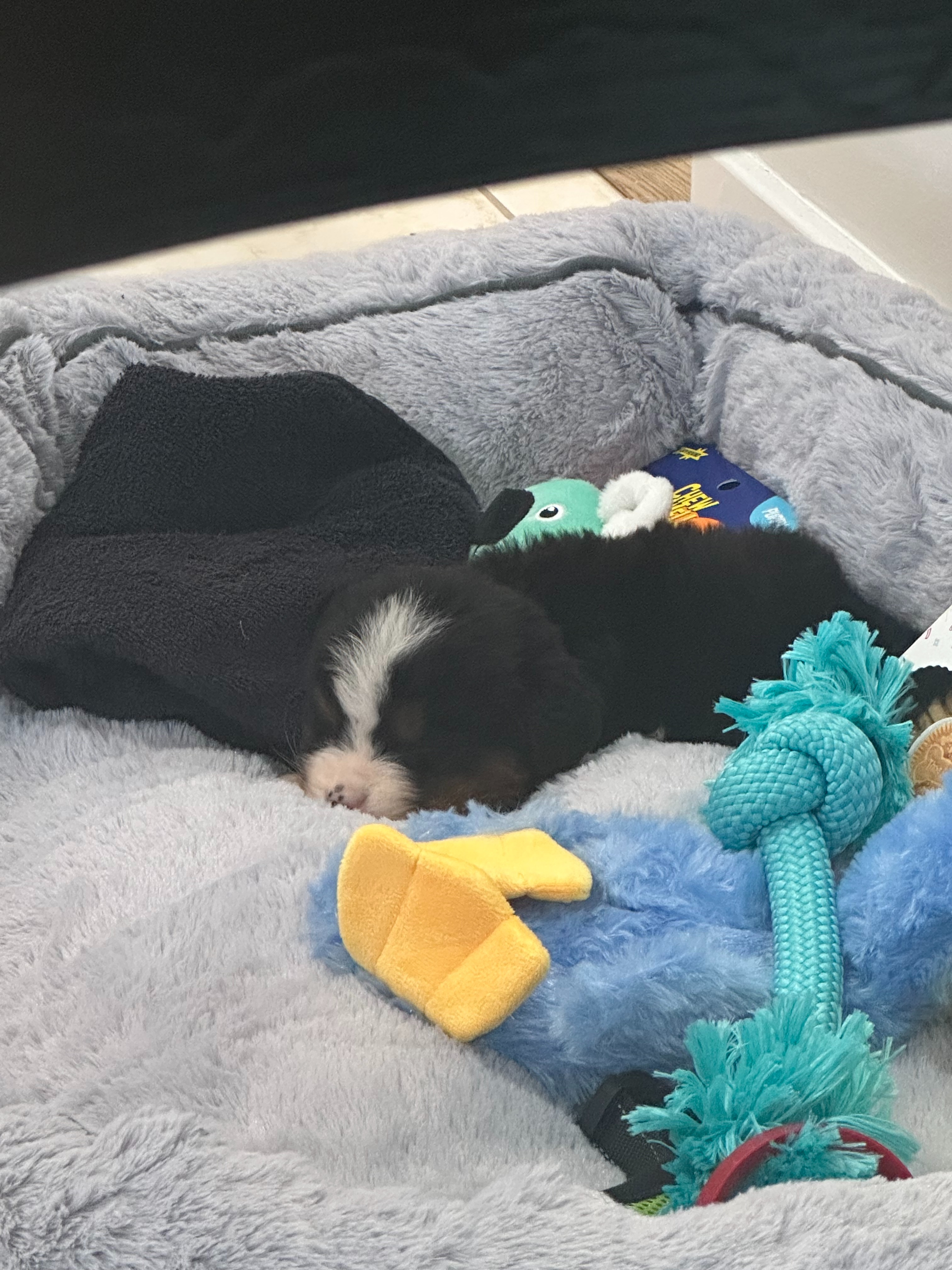 Emergency Medical Care for a Critical Rescue Puppy campaign photo, 6 of 8